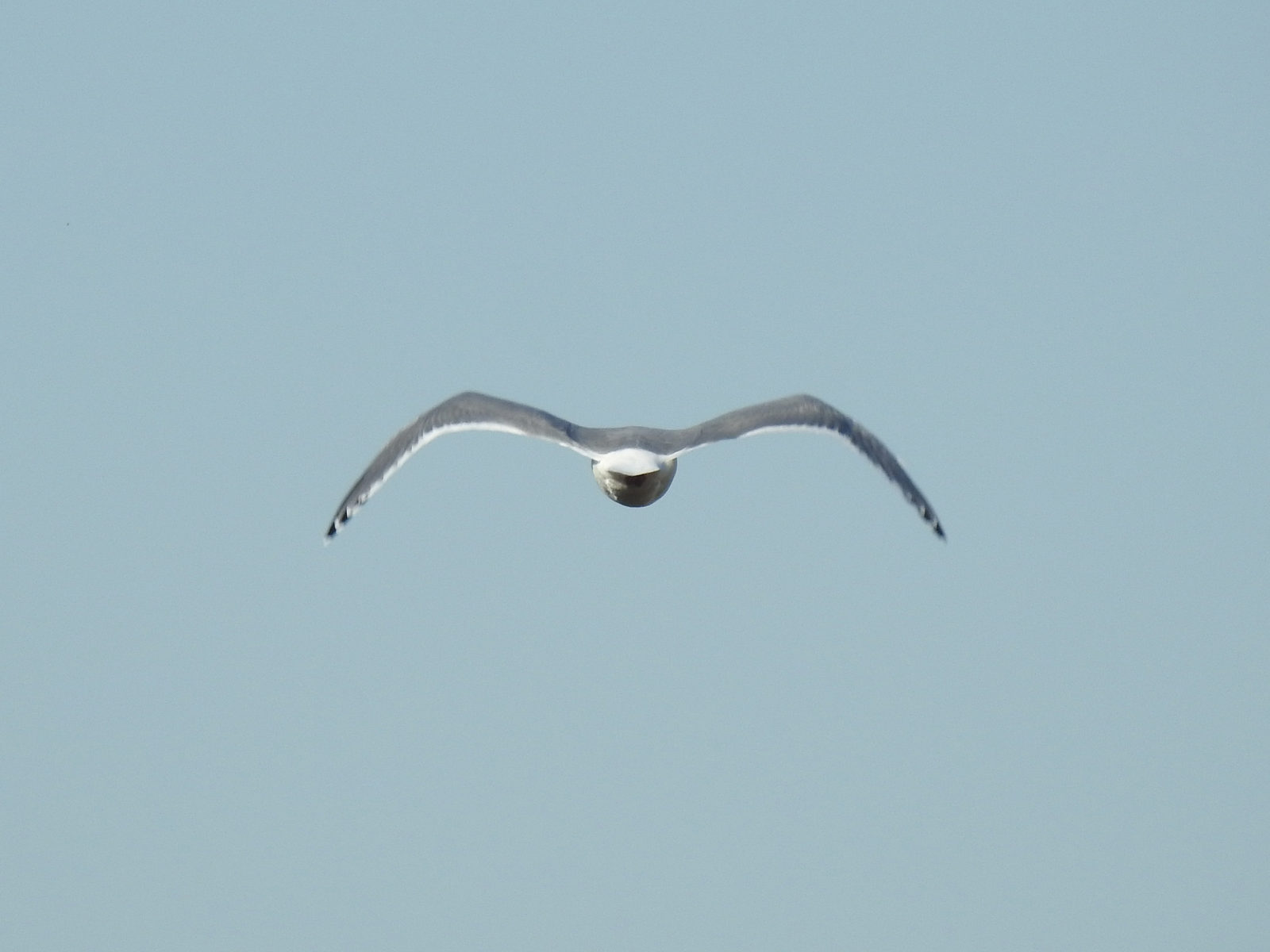 セグロカモメ飛翔