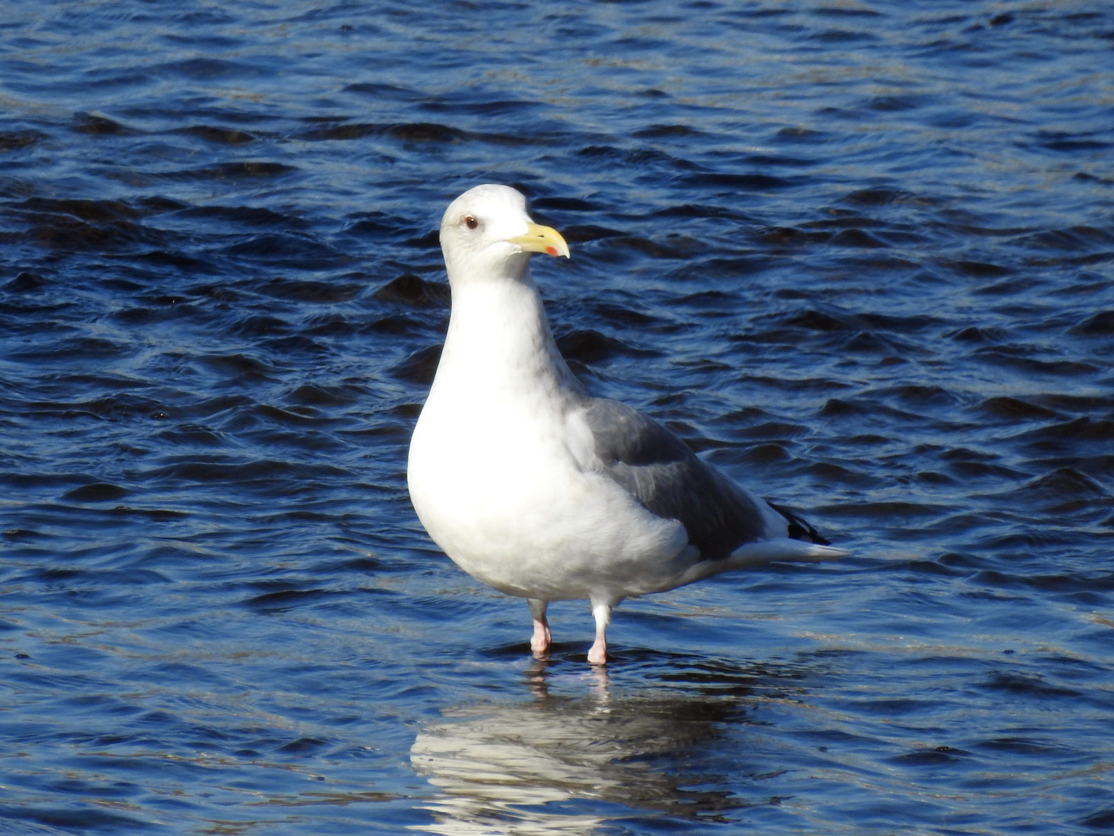 セグロカモメ右向き