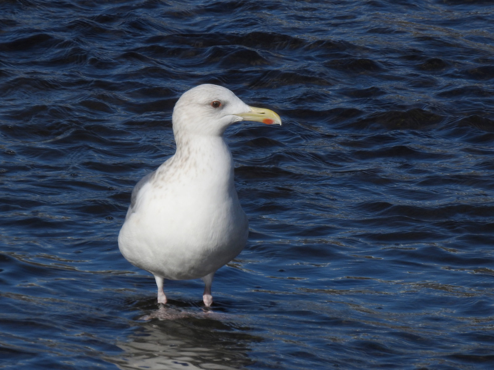 セグロカモメ横