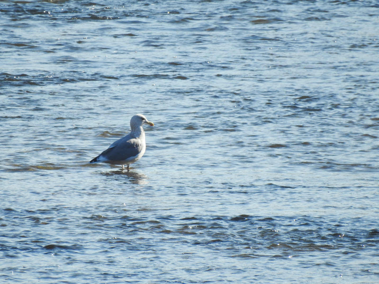 セグロカモメ遠景