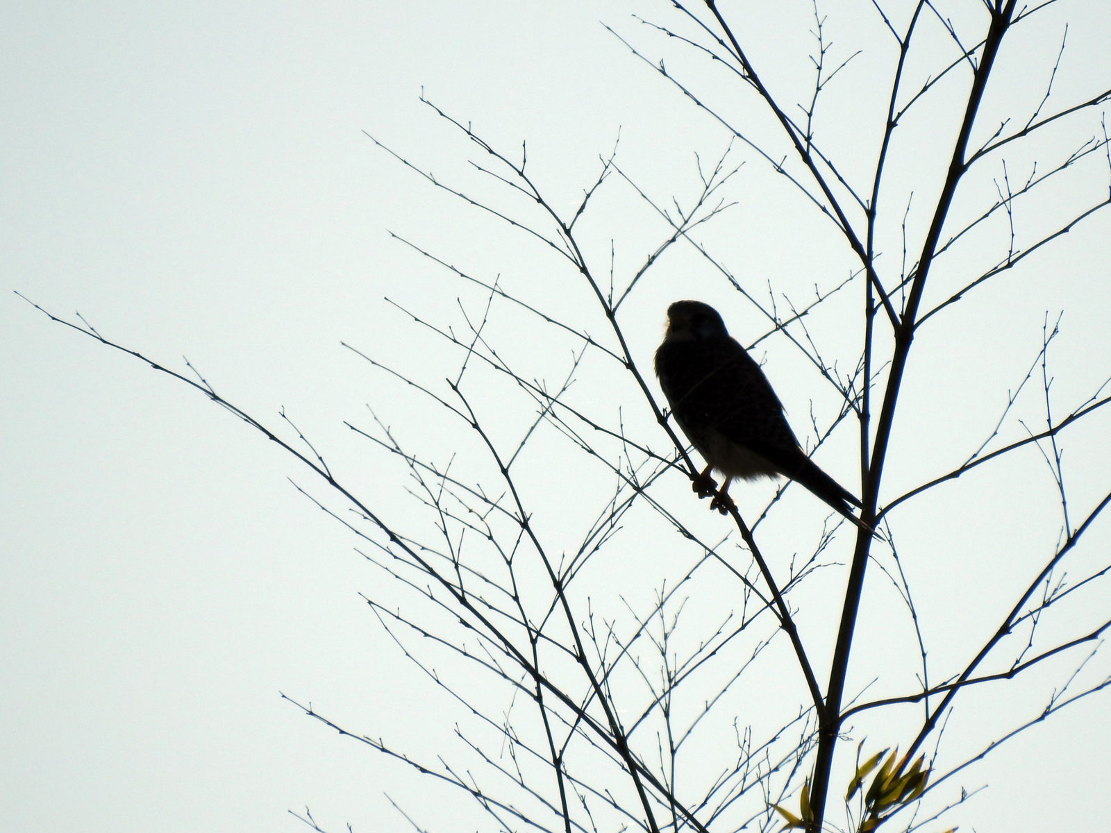 チョウゲンボウ逆光