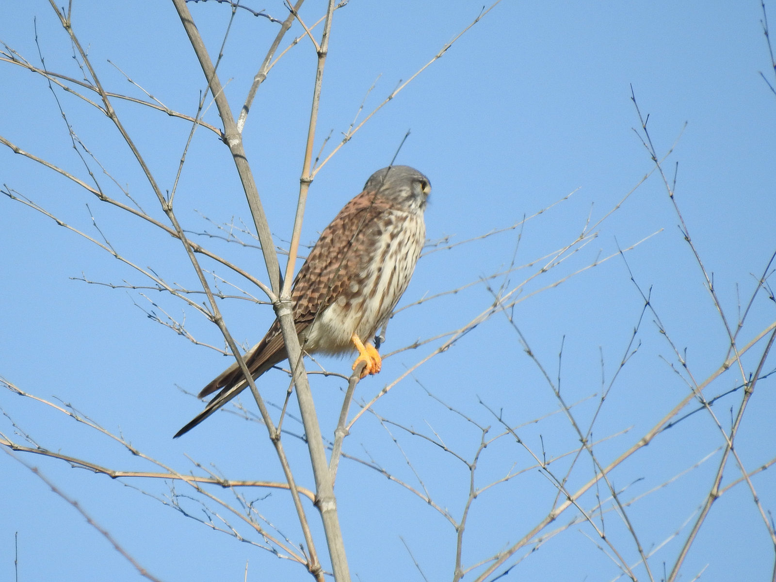 チョウゲンボウ雄