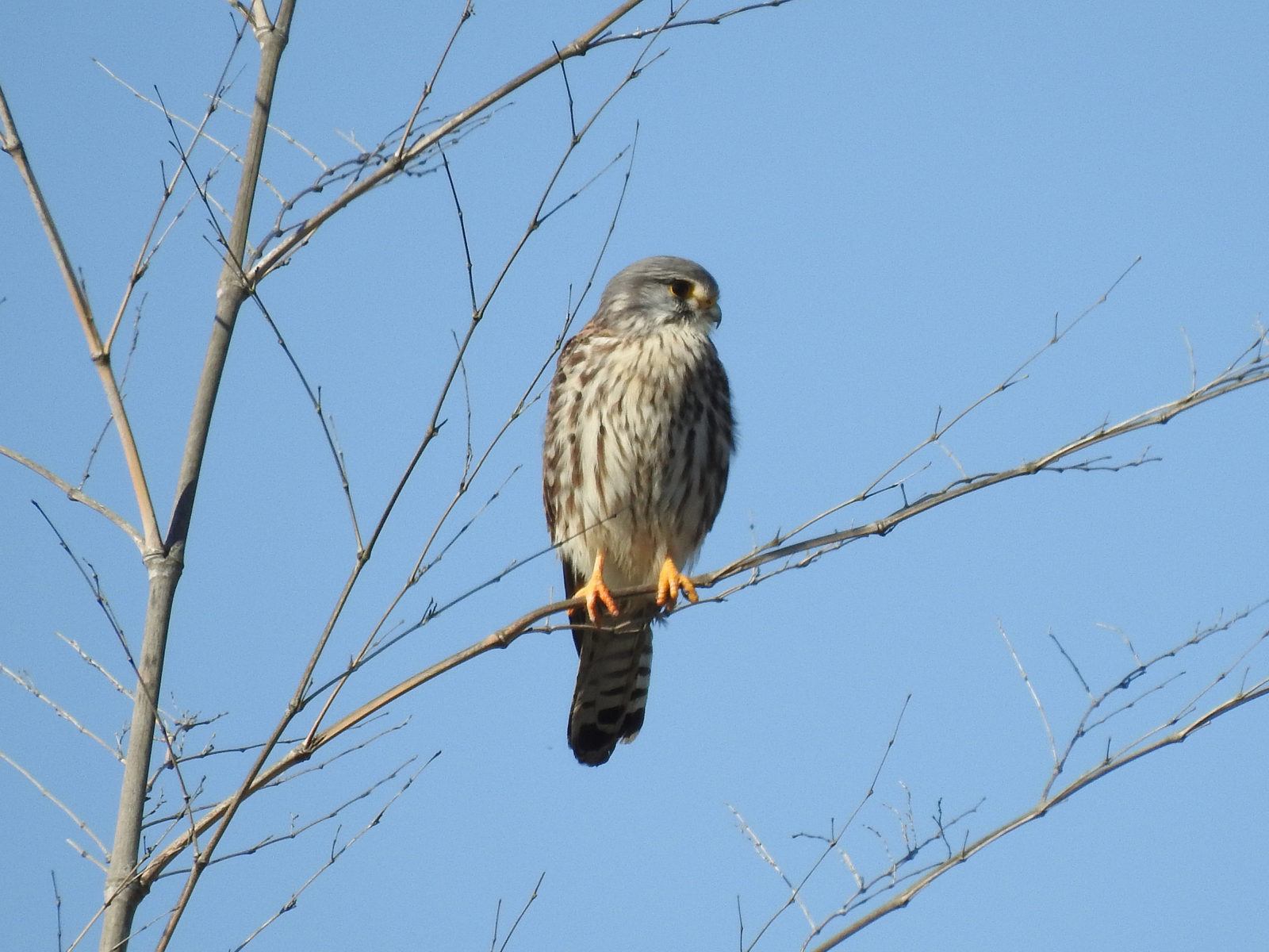 チョウゲンボウ雄