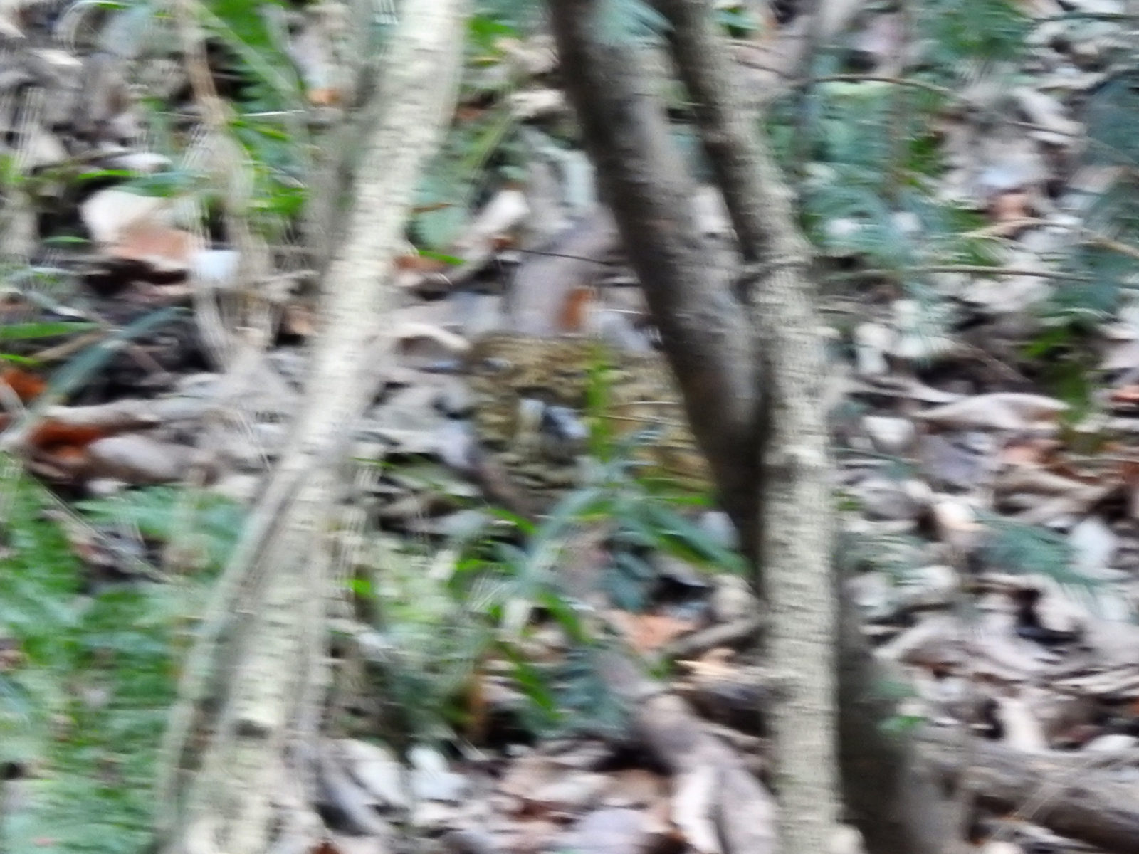 トラツグミピンボケ