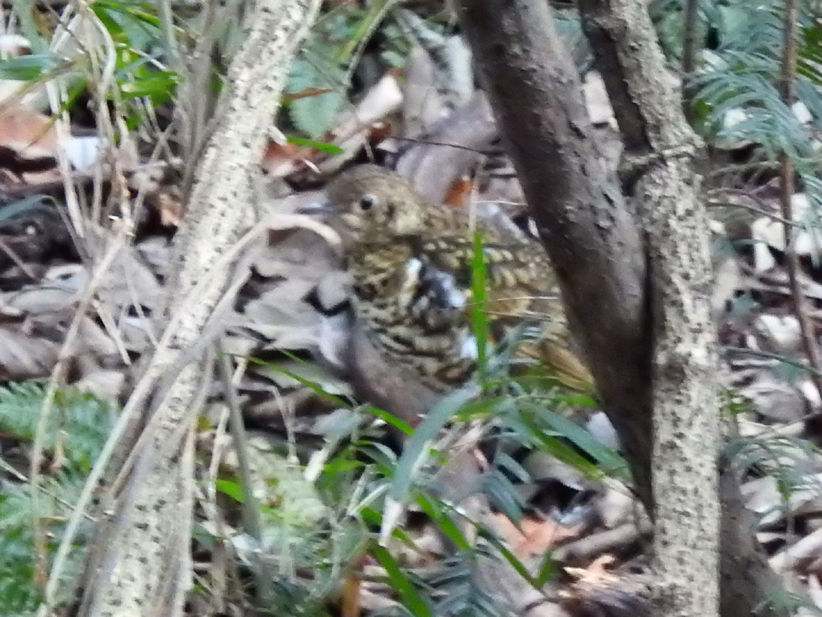 トラツグミピンボケ