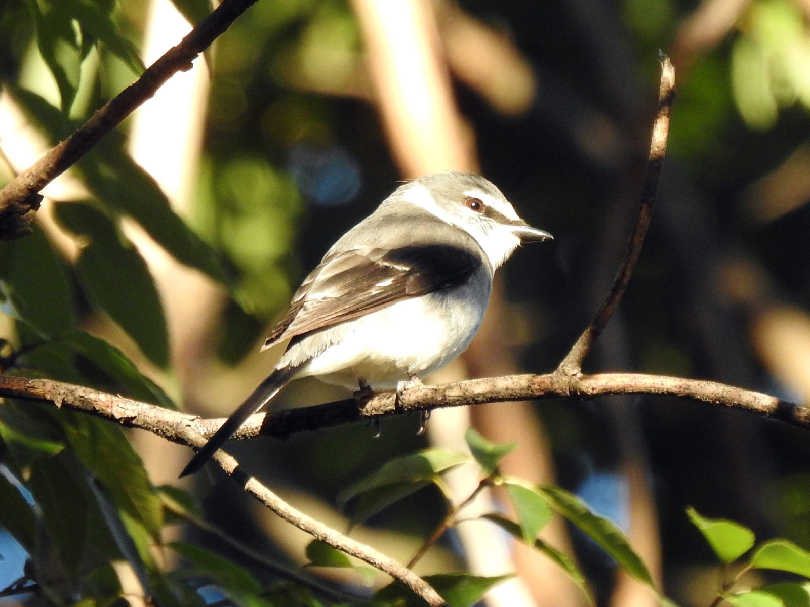 サンショウクイこちら