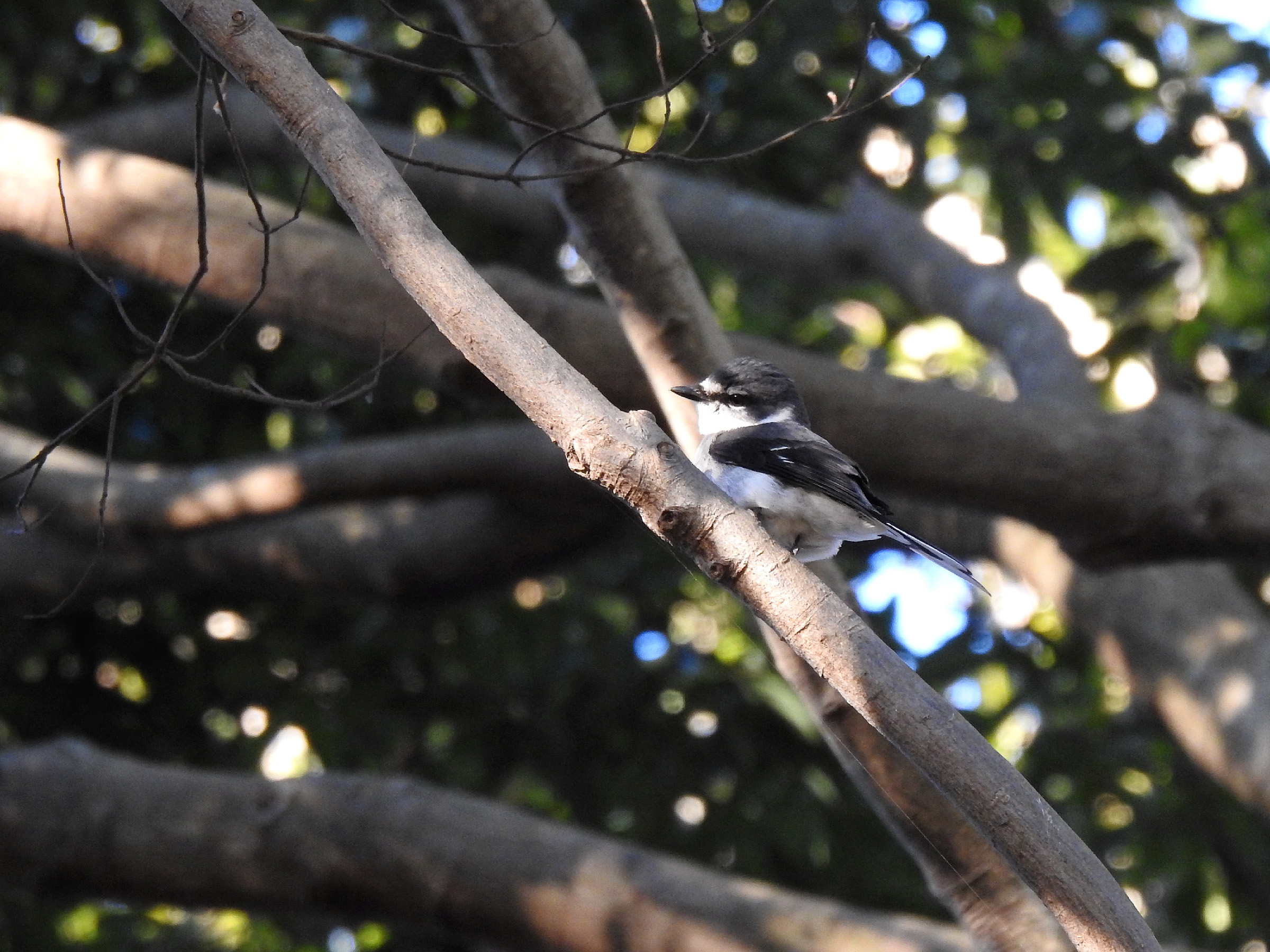 サンショウクイ