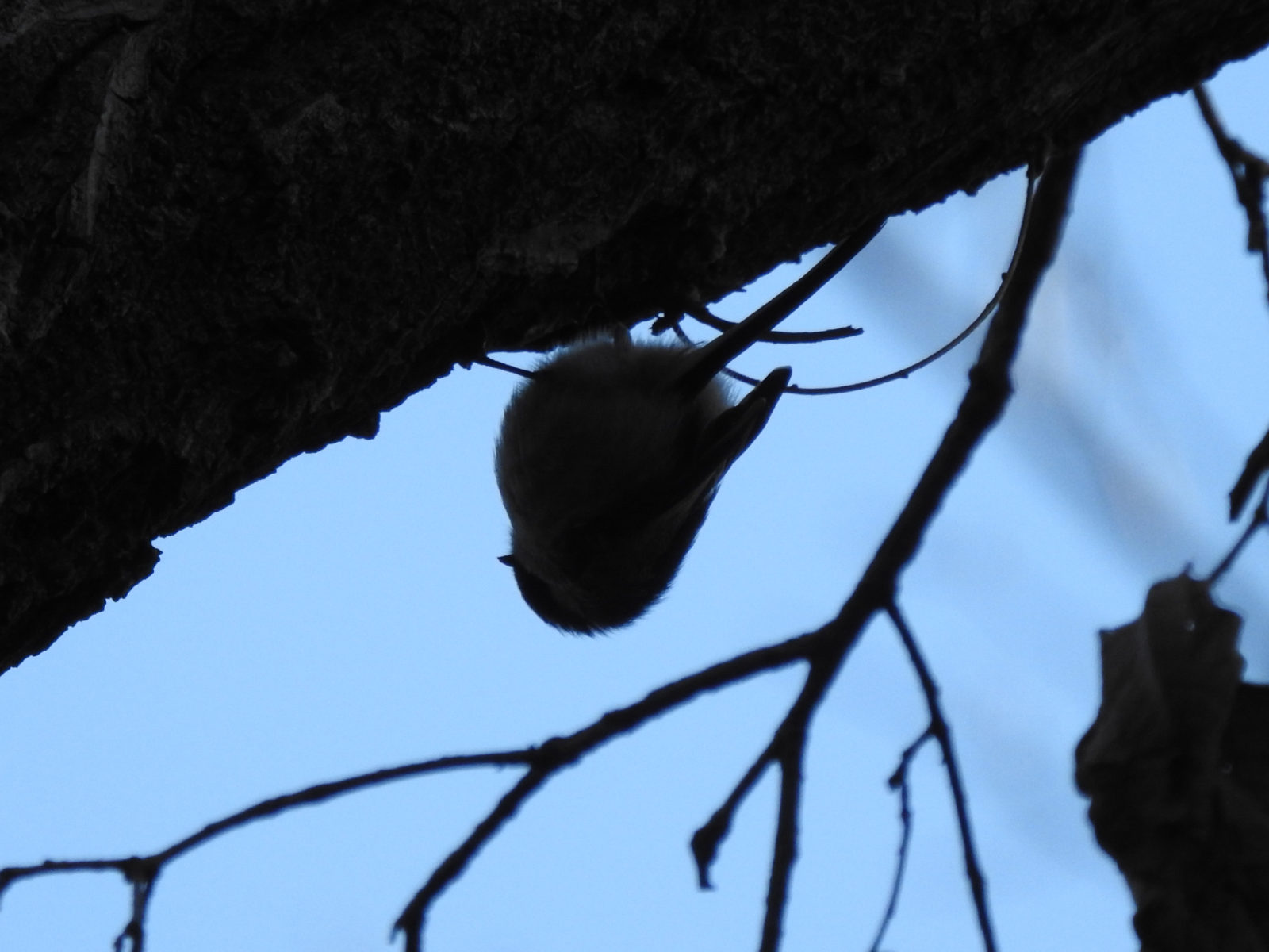 エナガシルエット