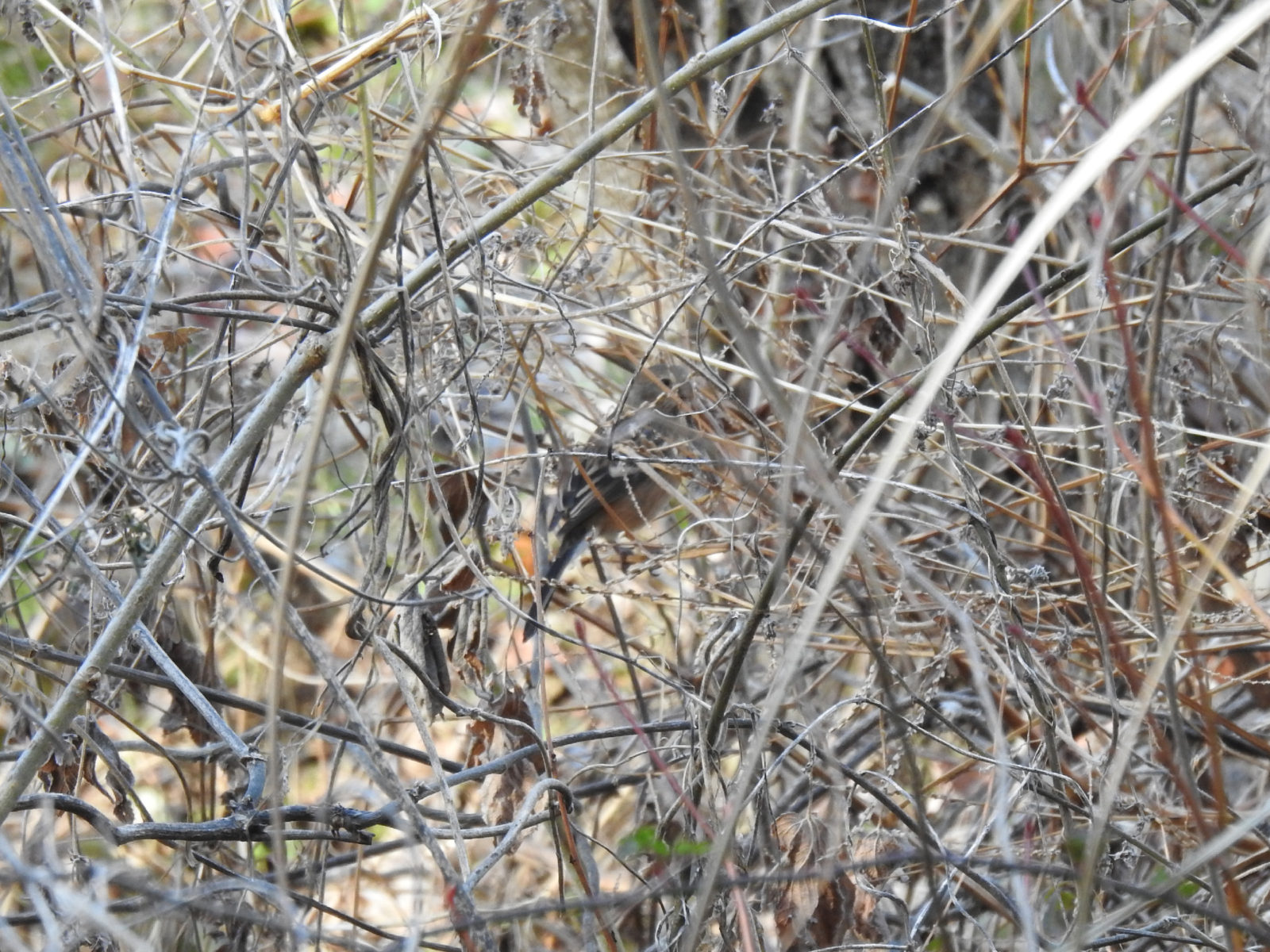 ベニマシコ雌？