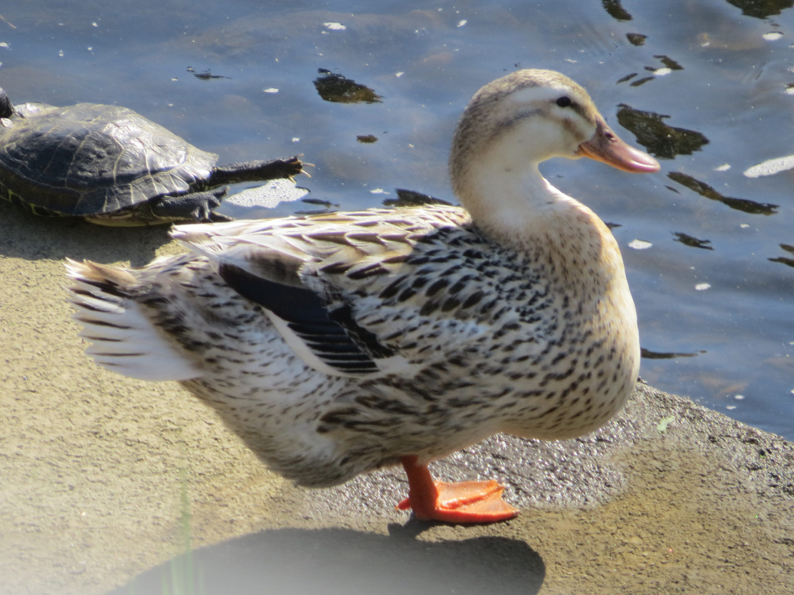 アオクビアヒル雌