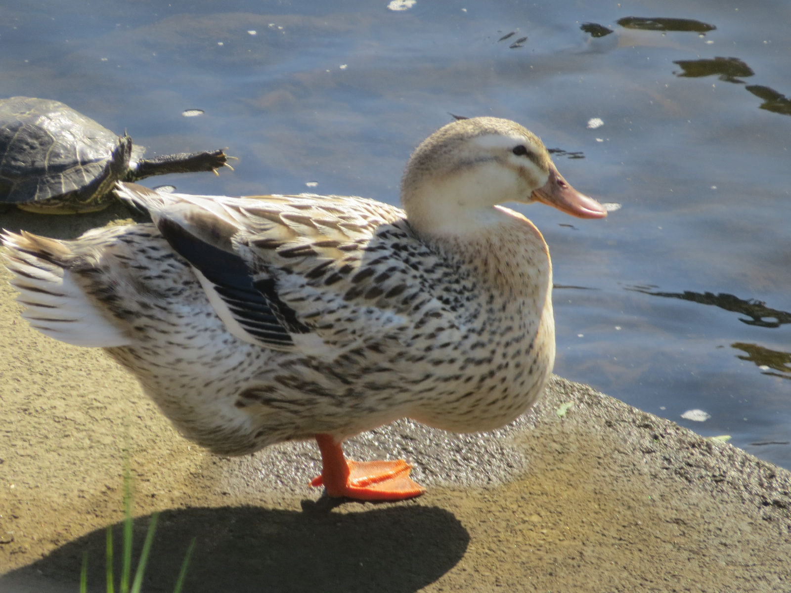 アオクビアヒル雌