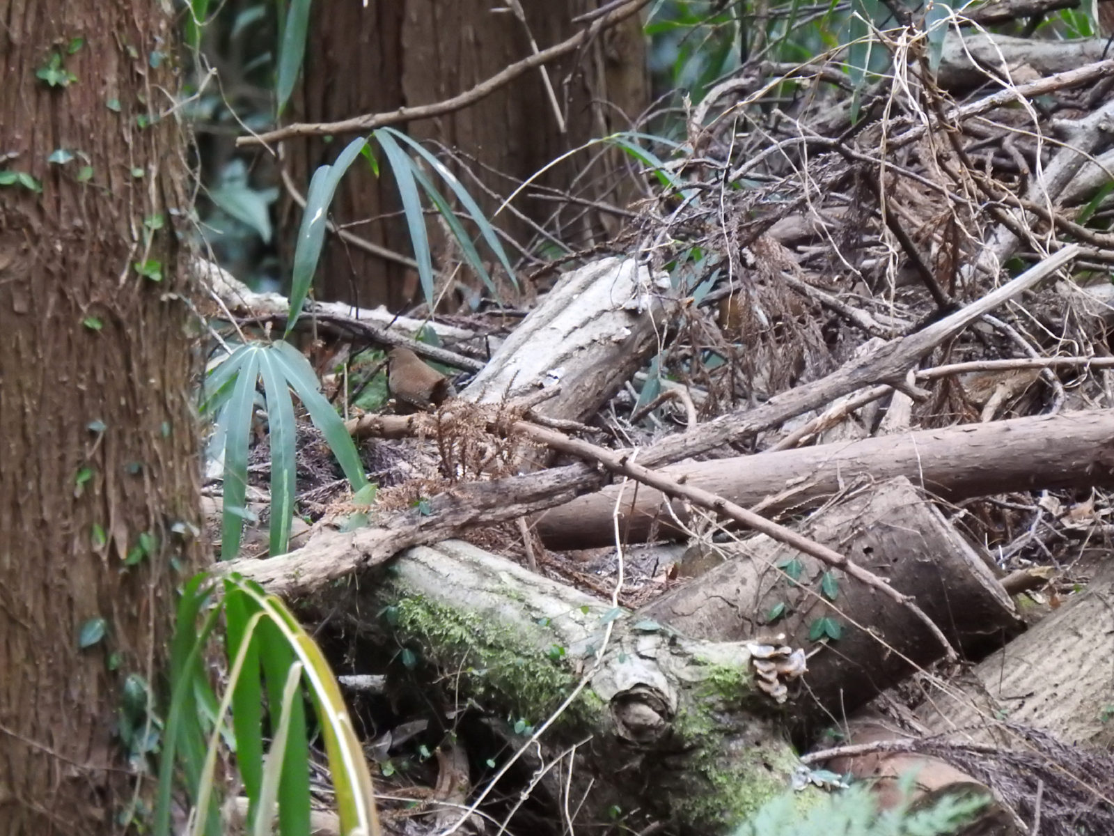 ミソサザイノートリミング