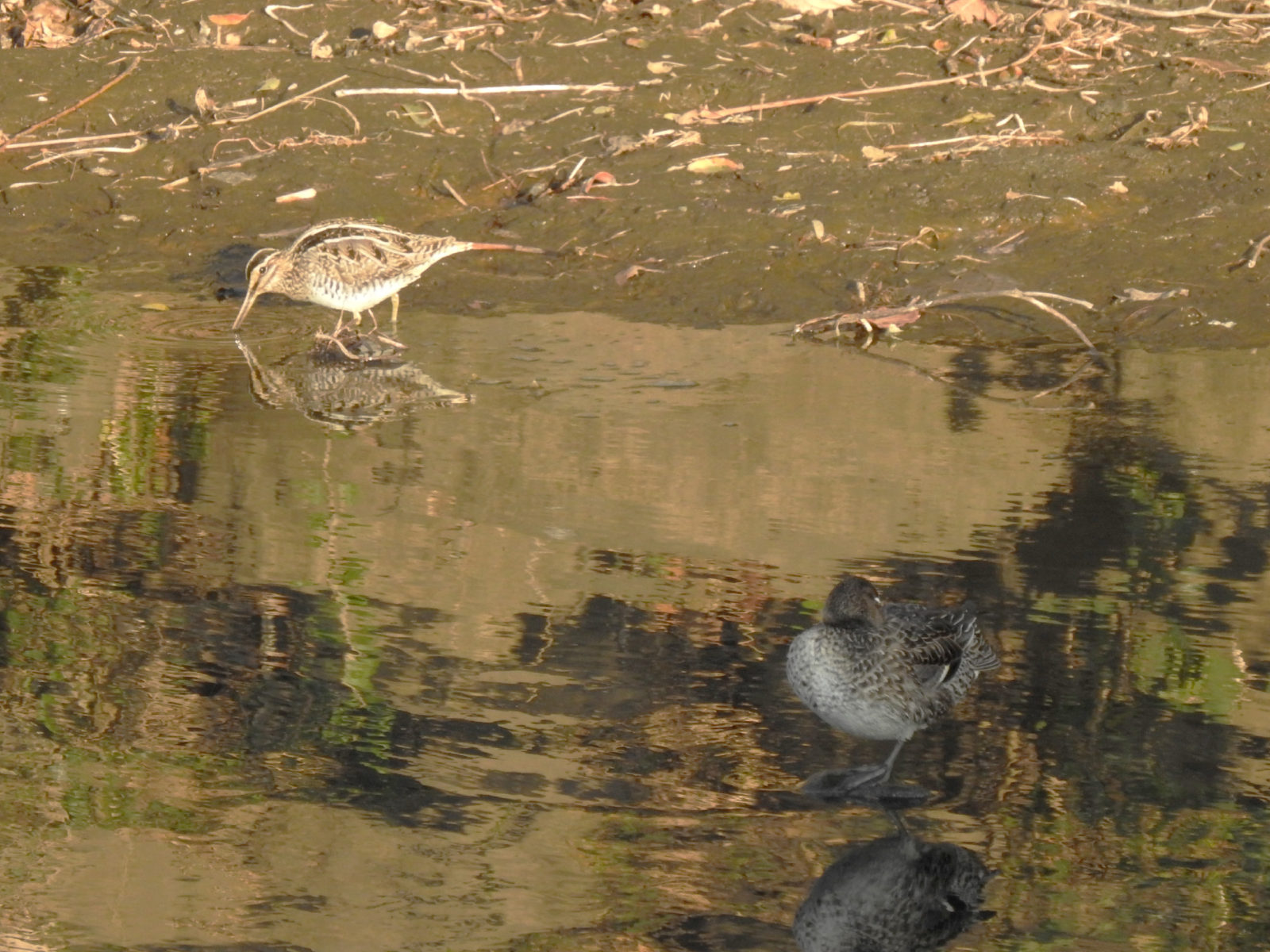 タシギとコガモ