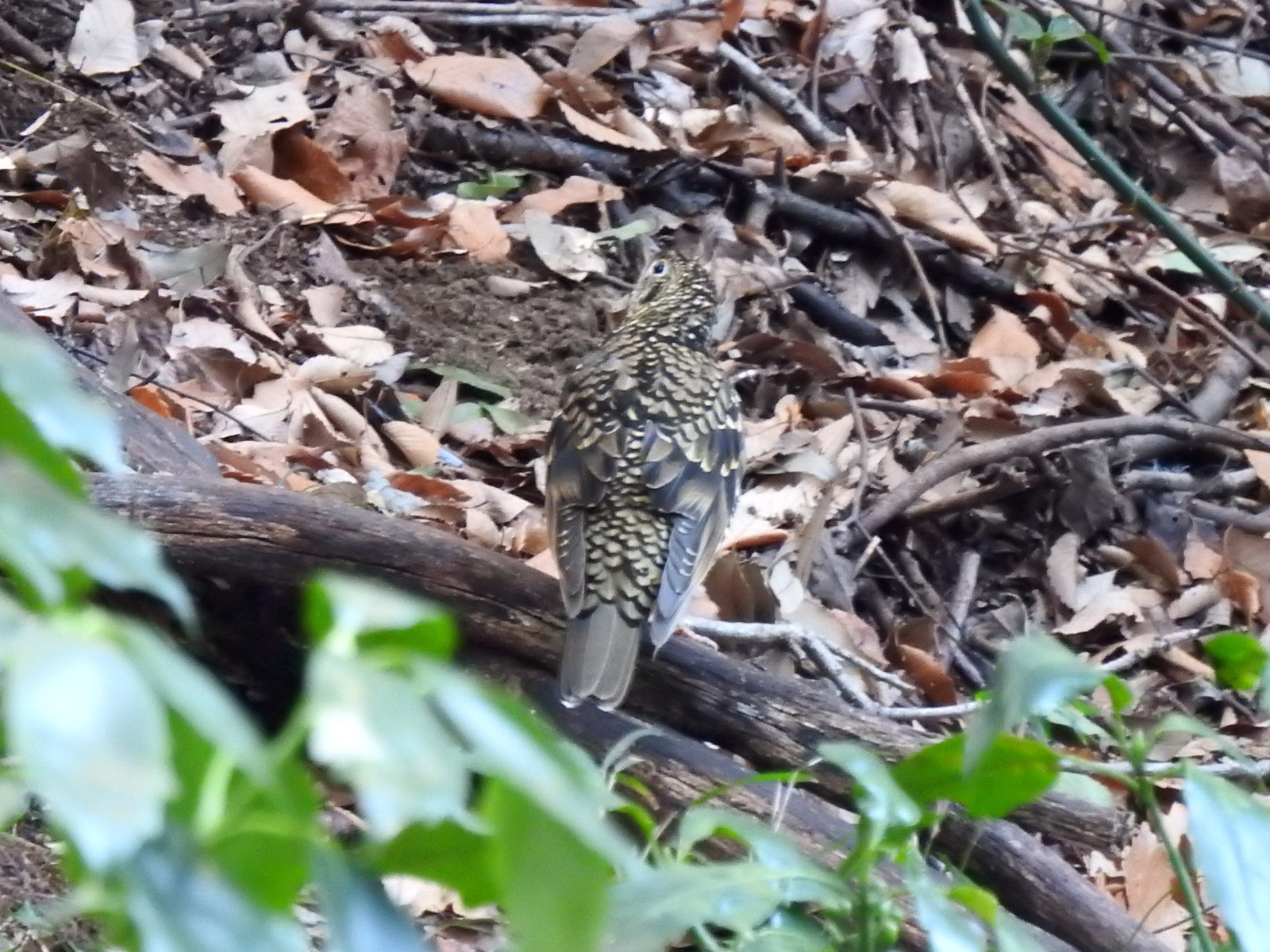 トラツグミ後ろ