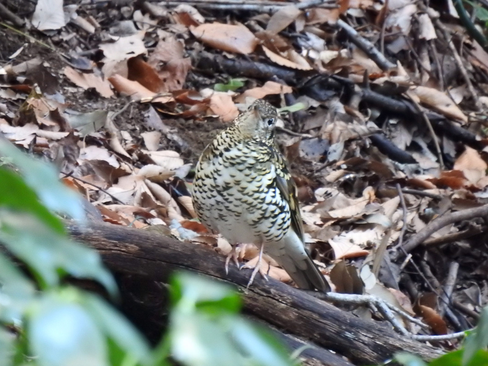 トラツグミ正面