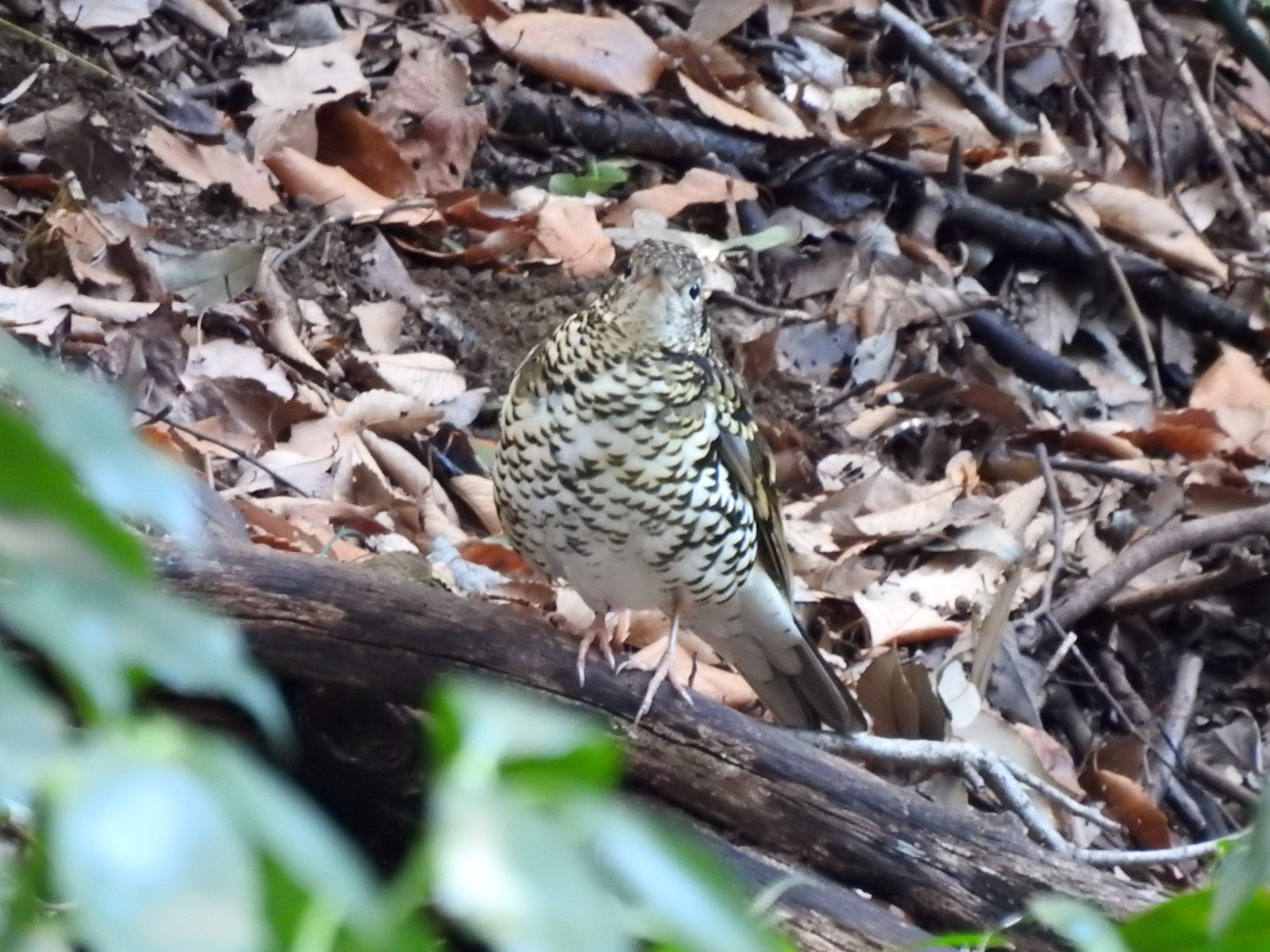 トラツグミ正面