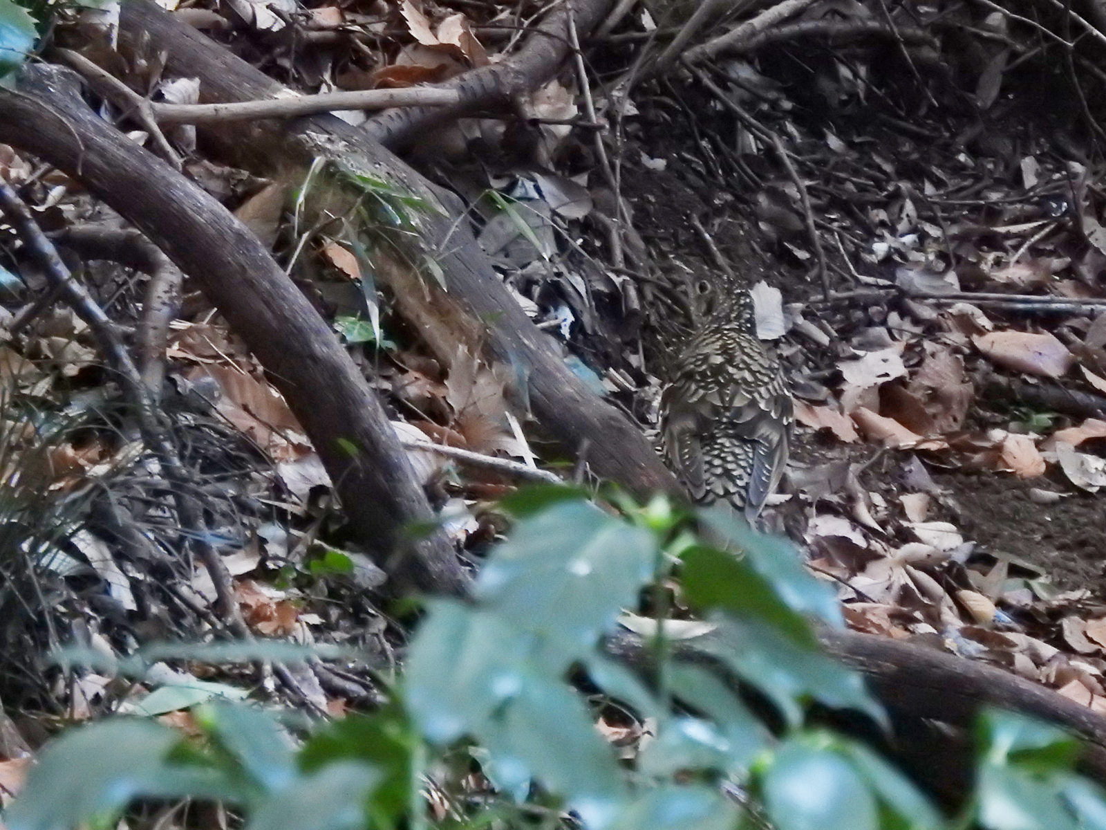 トラツグミ後ろ