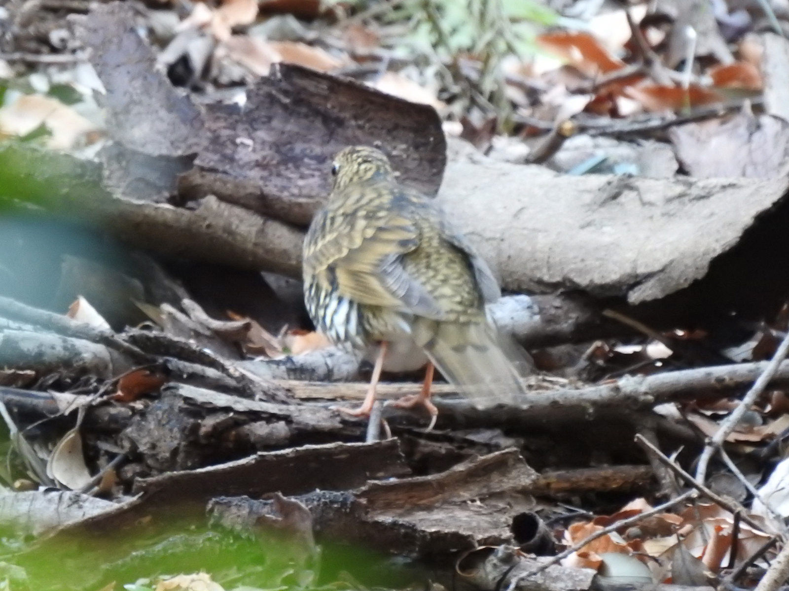 トラツグミ別個体?