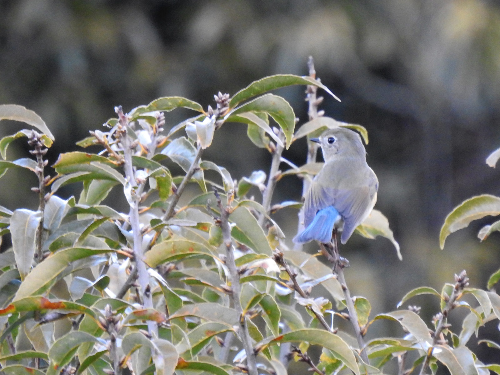 ルリビタキ後ろ