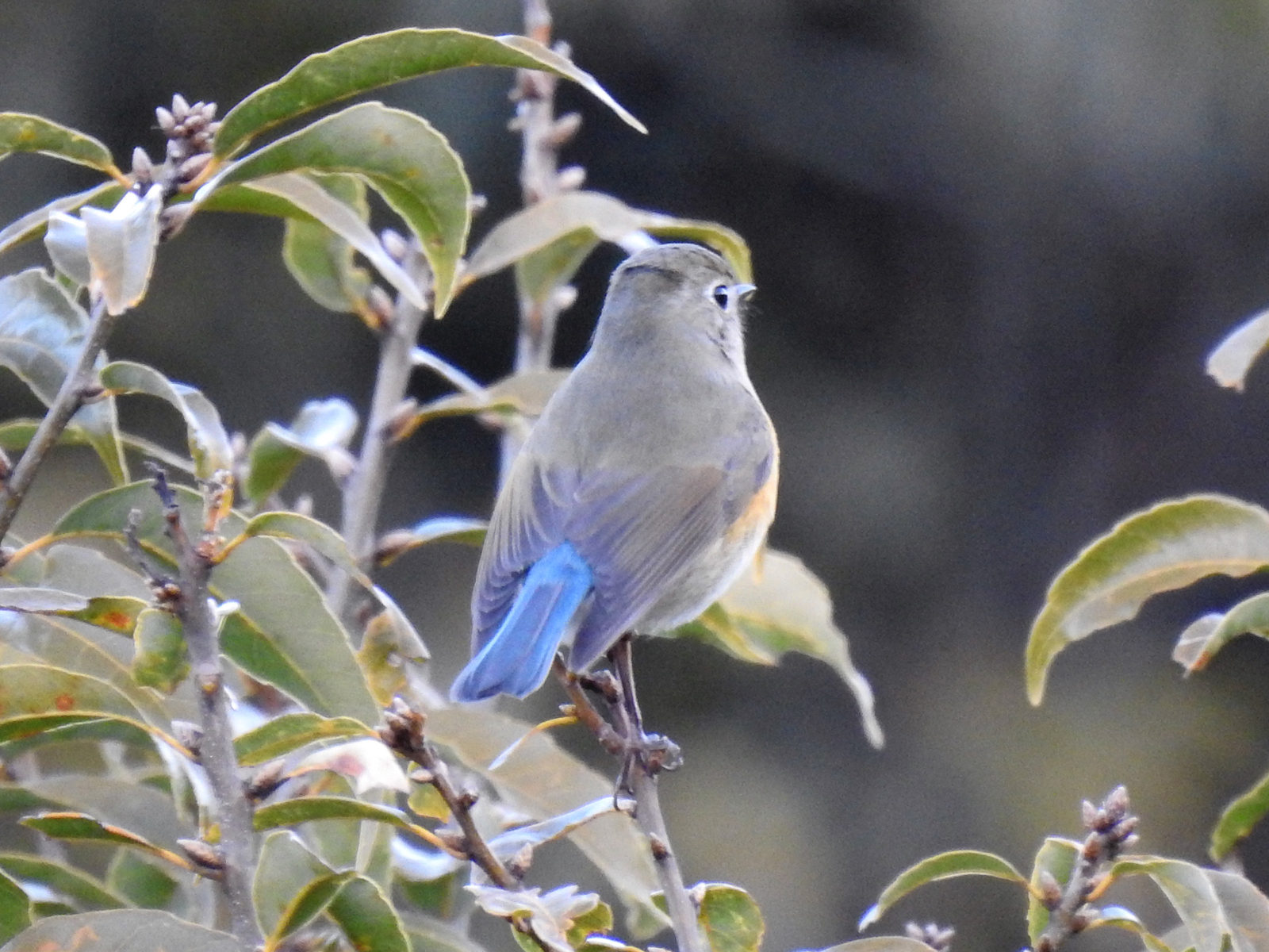 ルリビタキ尾羽