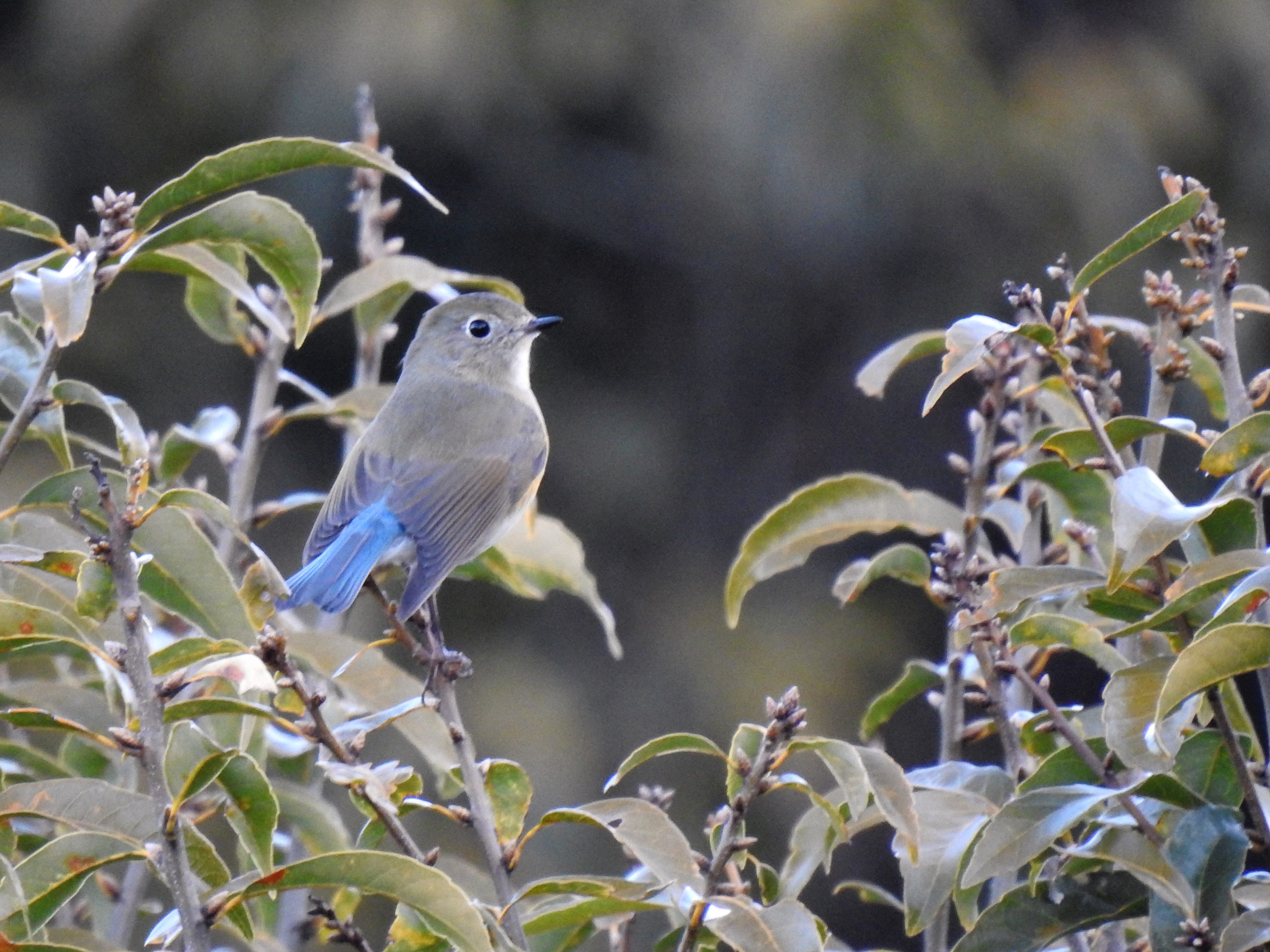 ルリビタキ右向き
