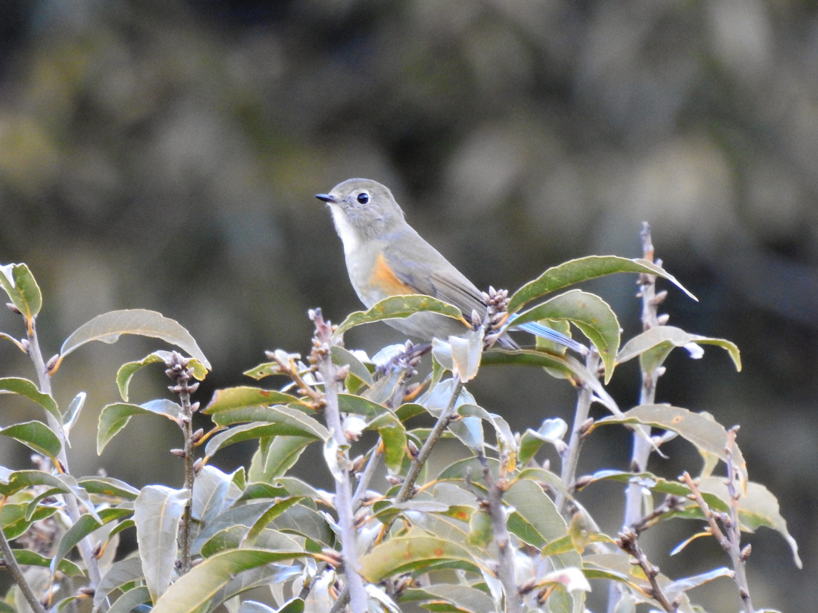 ルリビタキ左向き