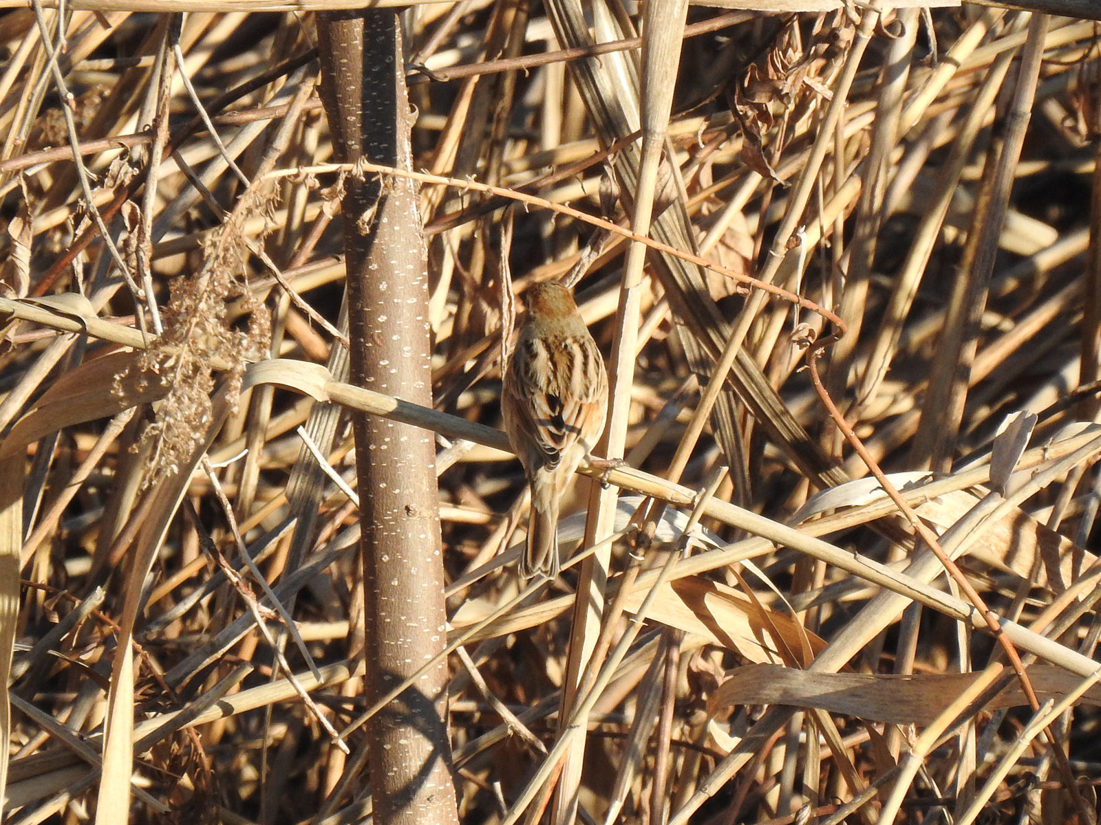 オオジュリン後ろ