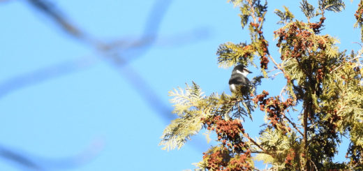 サンショウクイ