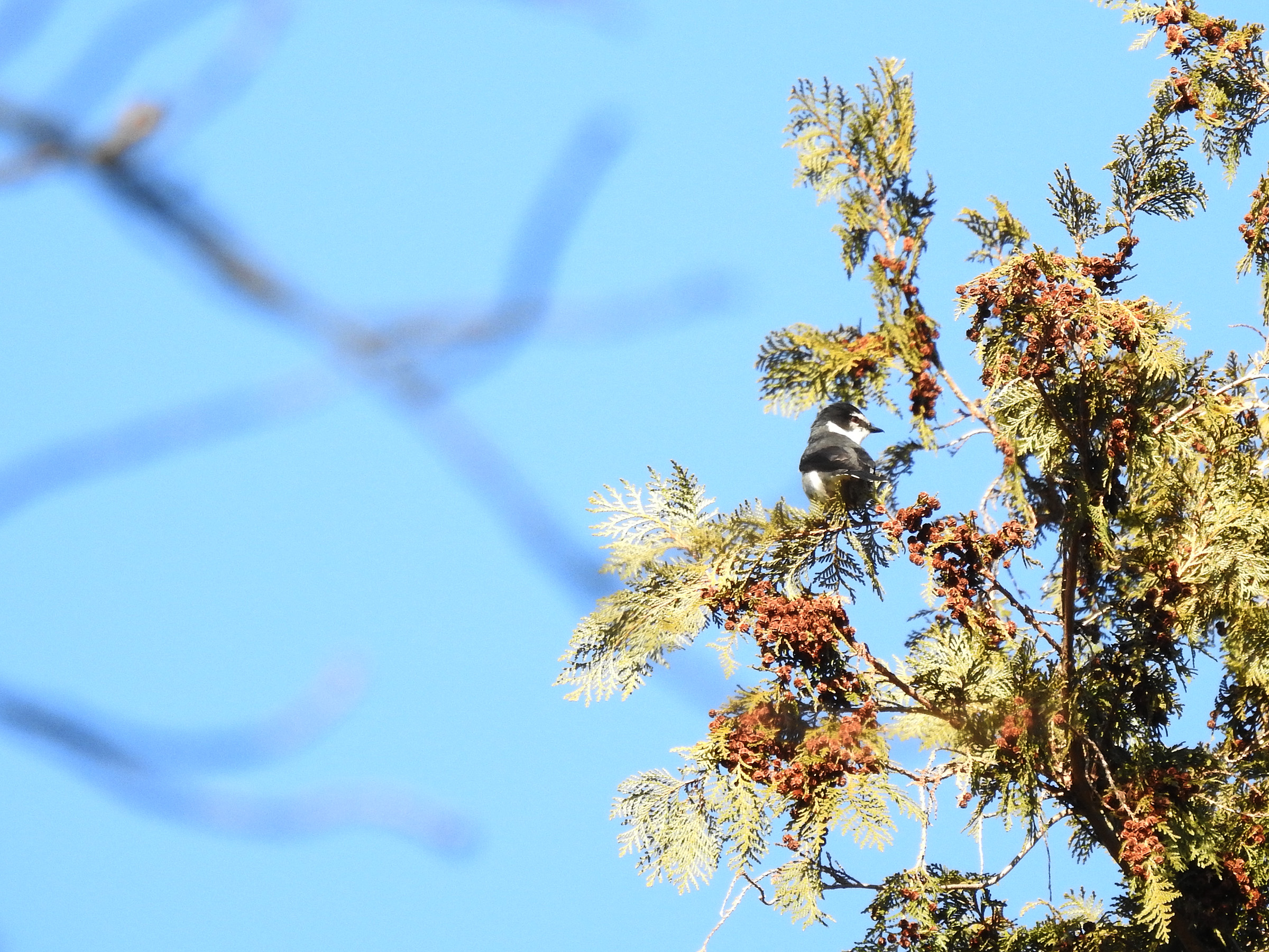 サンショウクイ