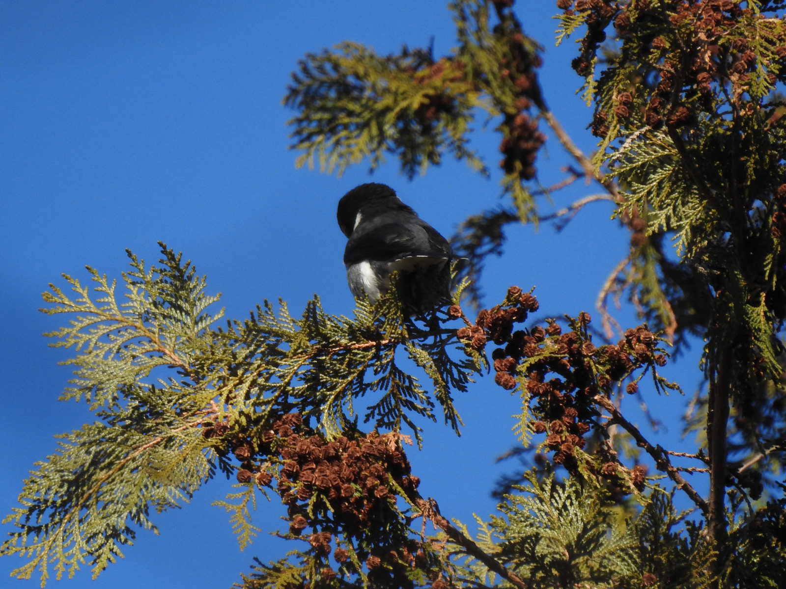 サンショウクイ後ろ
