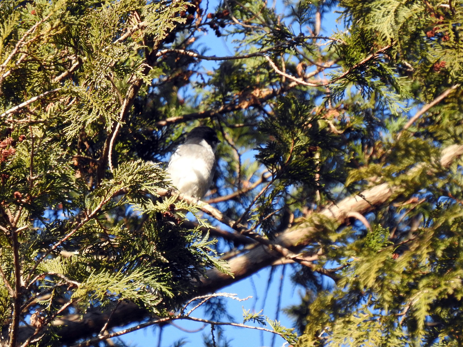サンショウクイ