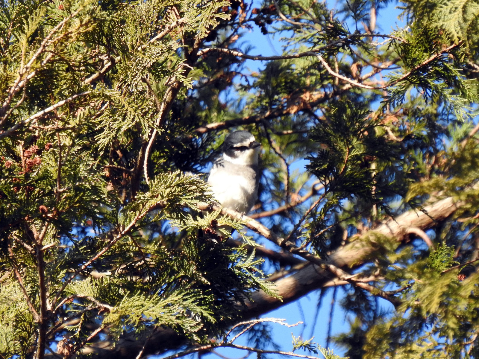 サンショウクイ