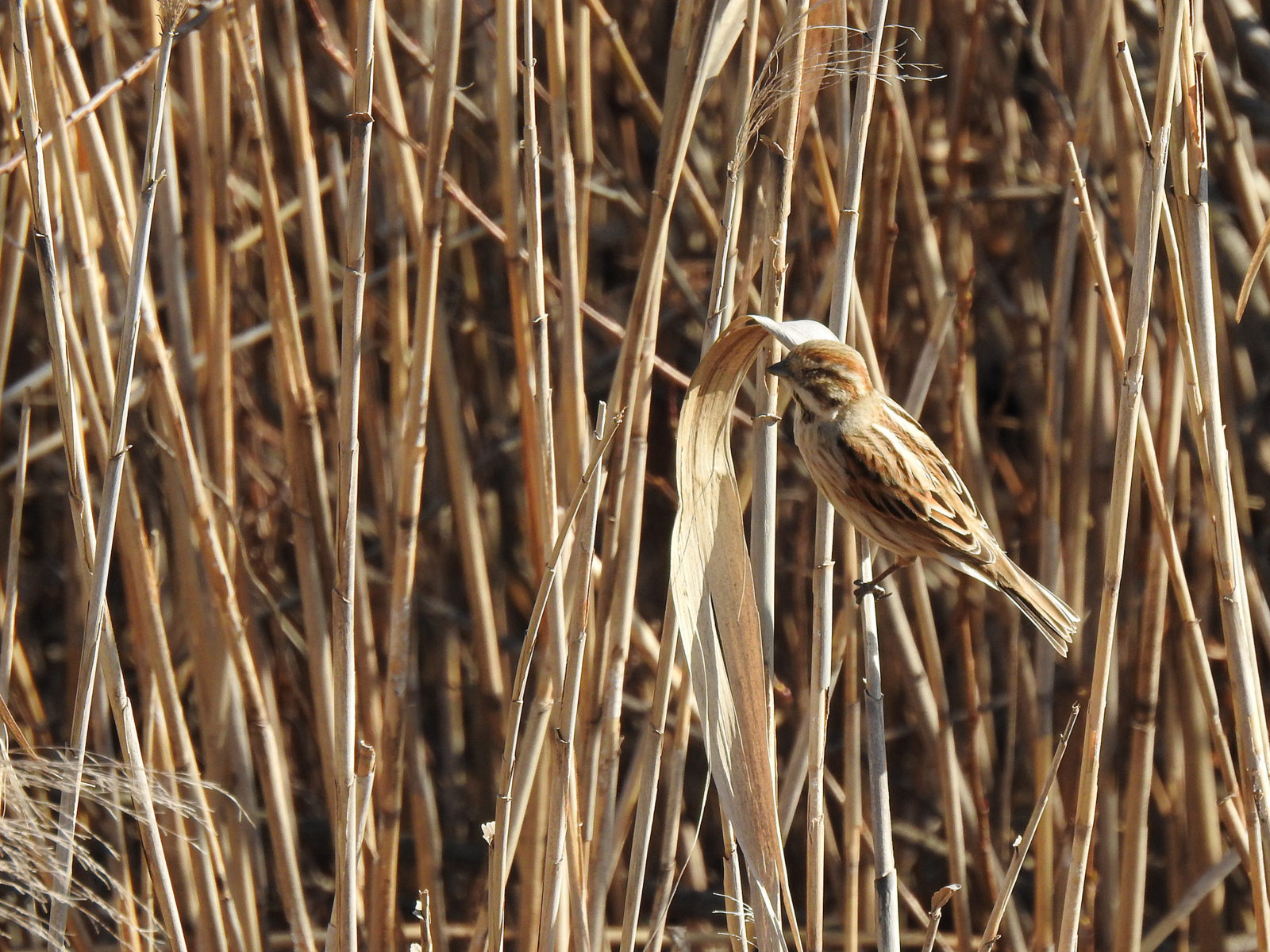 オオジュリン目を閉じる