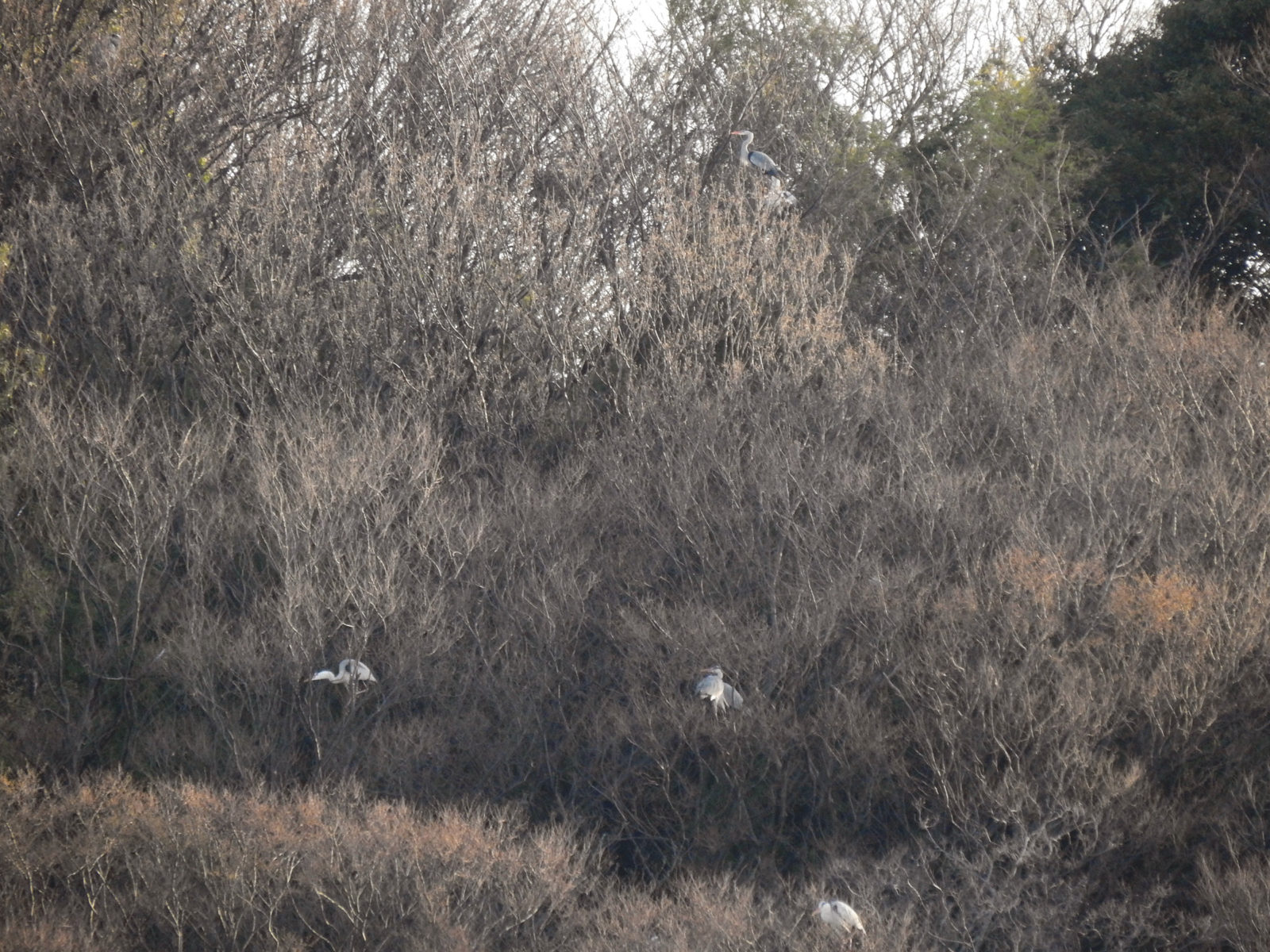 アオサギコロニー?