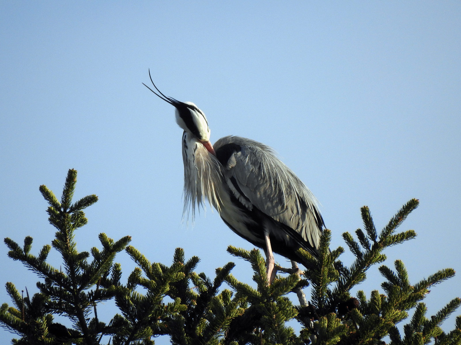 アオサギ飾り羽