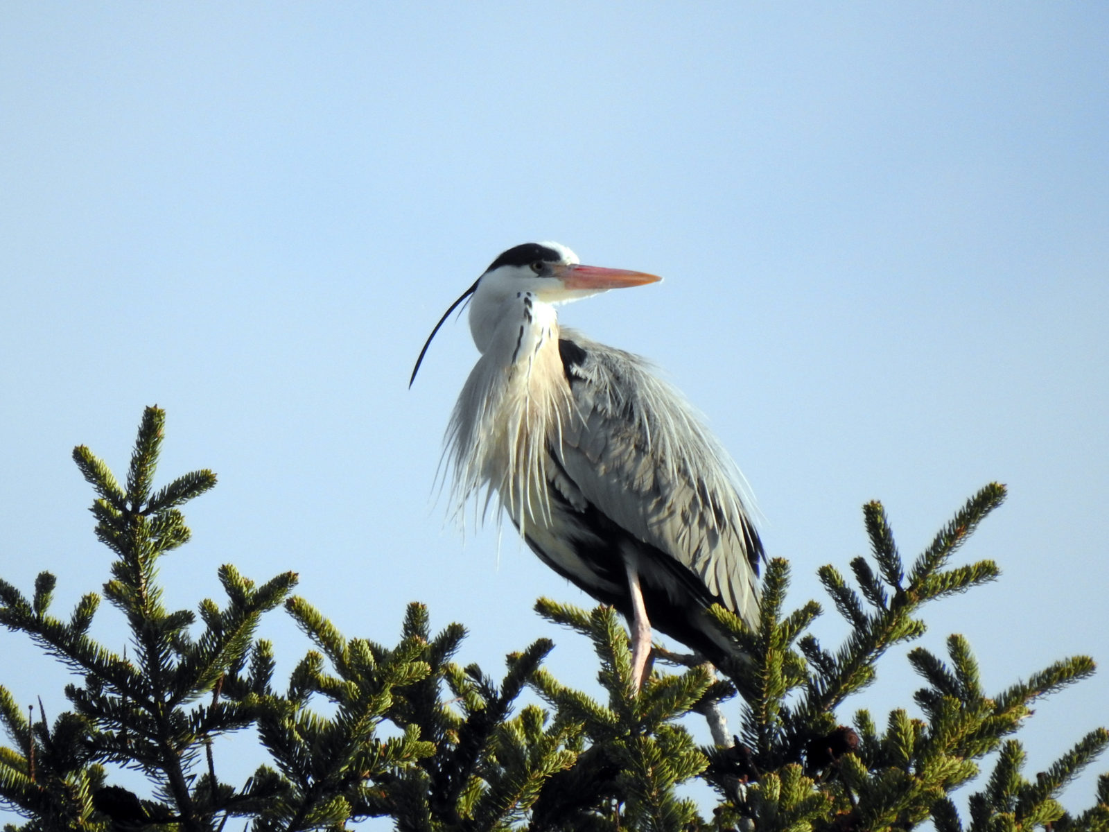 アオサギ飾り羽