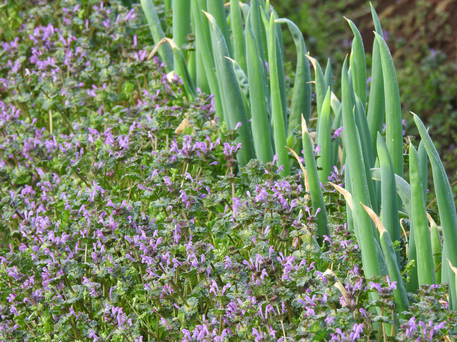 ヒメオドリコソウ