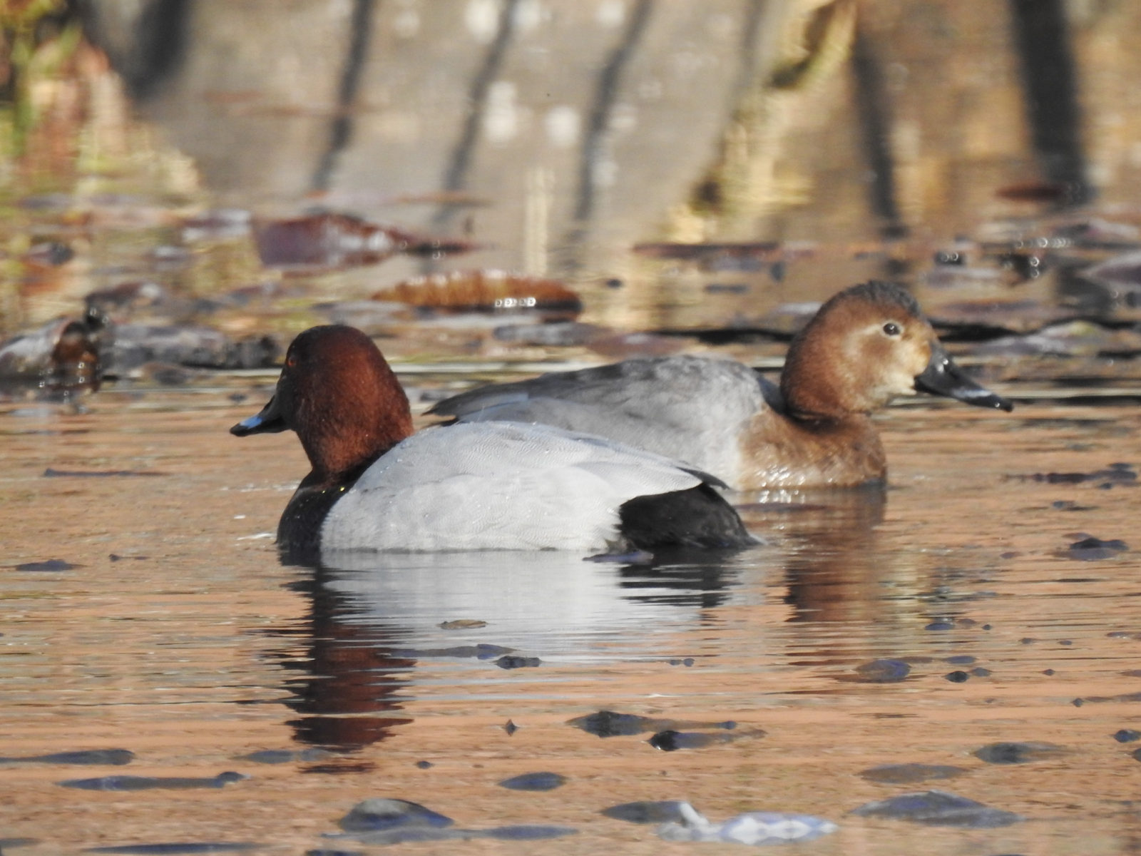 ホシハジロ雌雄