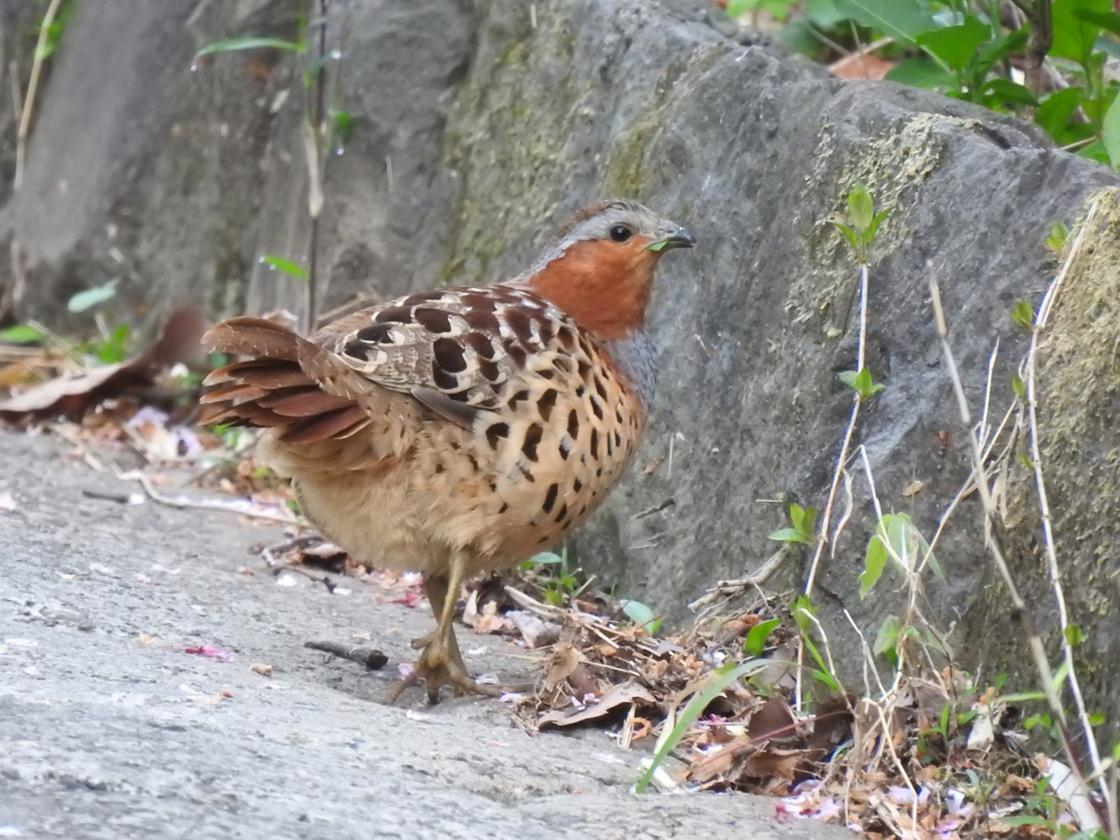 コジュケイ葉っぱ食べる