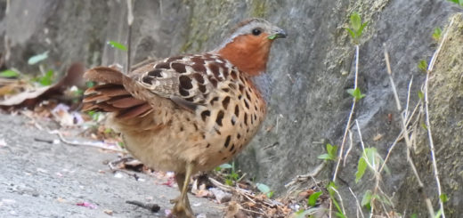コジュケイ葉っぱ食べる