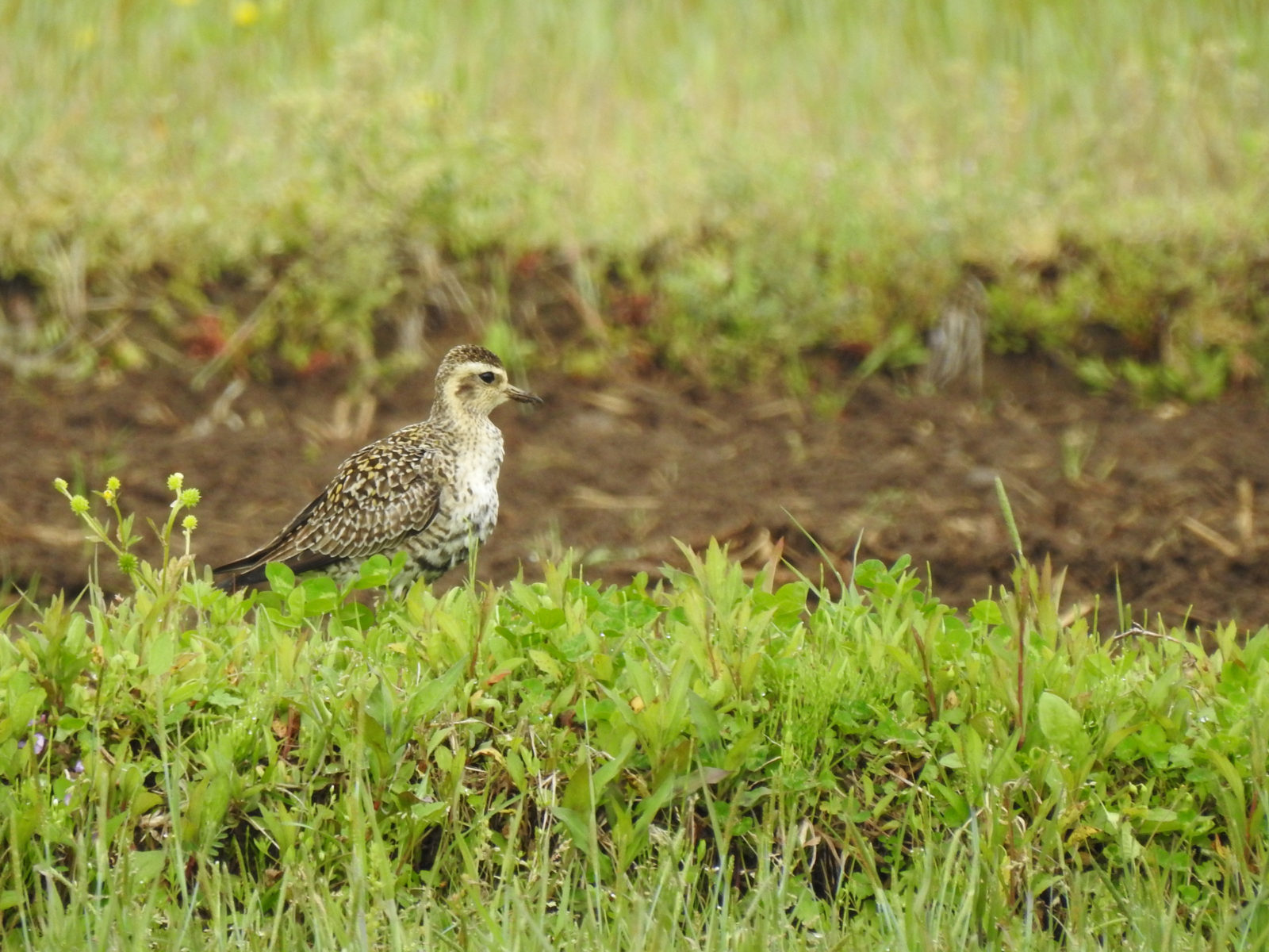 ムナグロ右向き