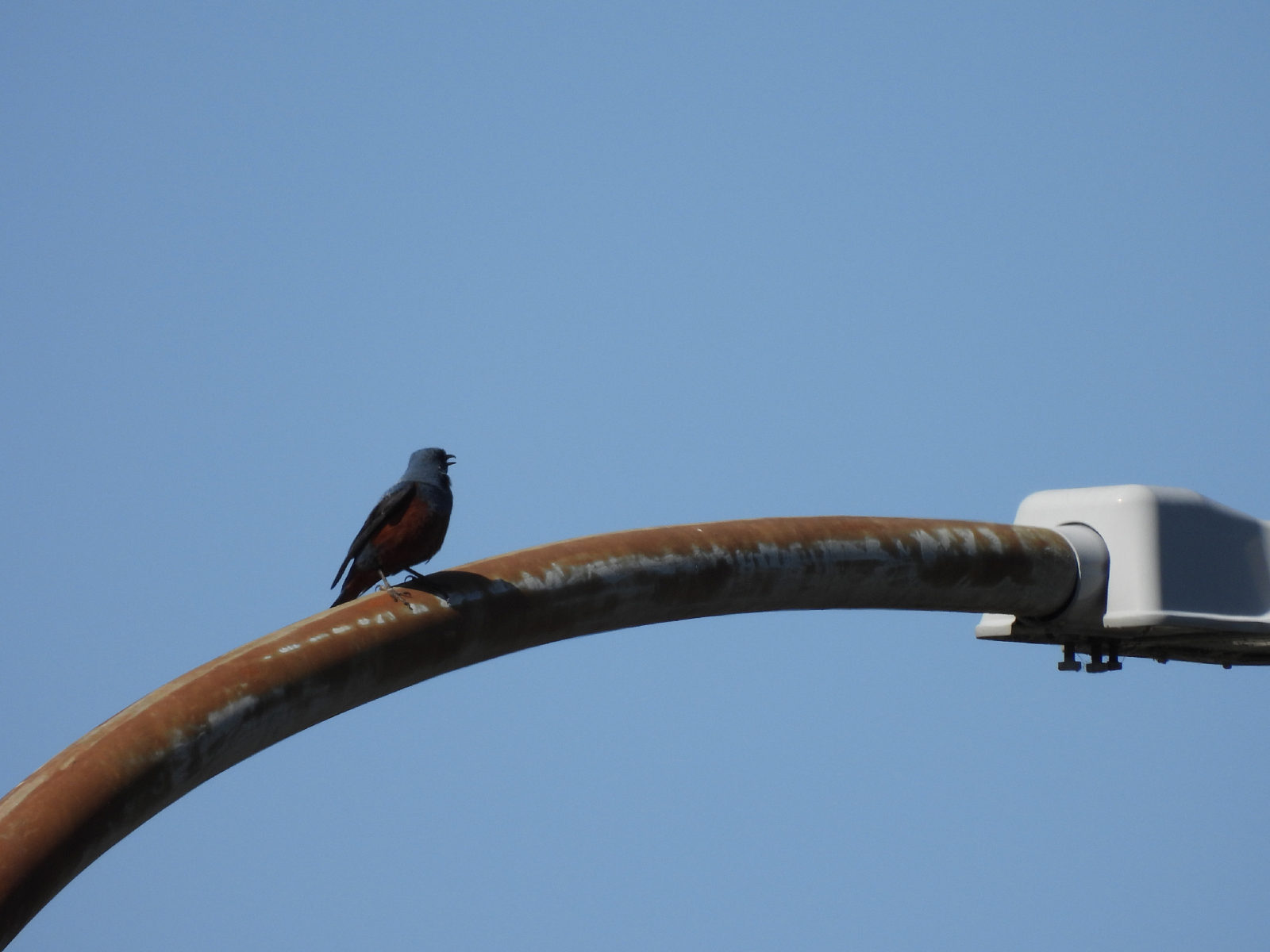イソヒヨドリ雄中山