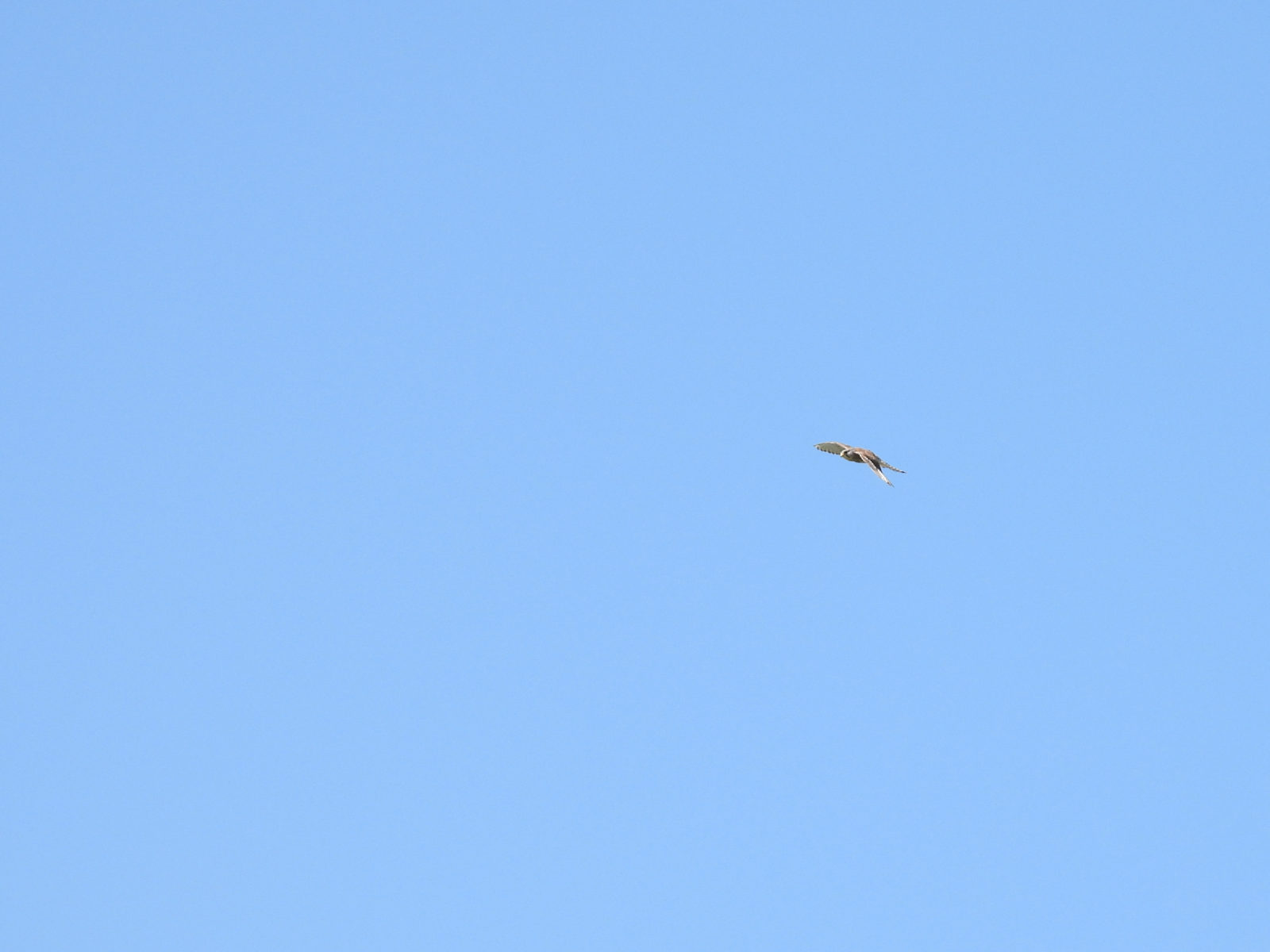 チョウゲンボウ飛翔