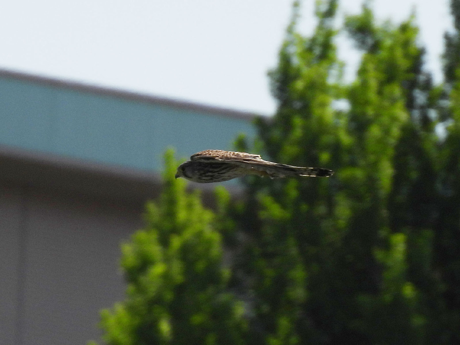 チョウゲンボウ飛翔横
