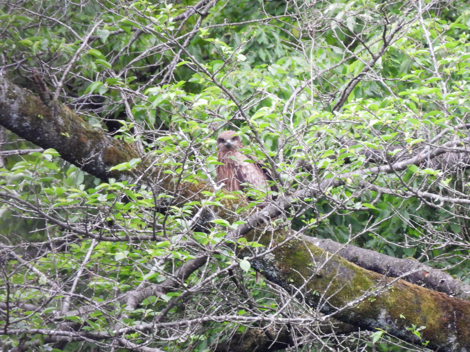 トビこちらを見る
