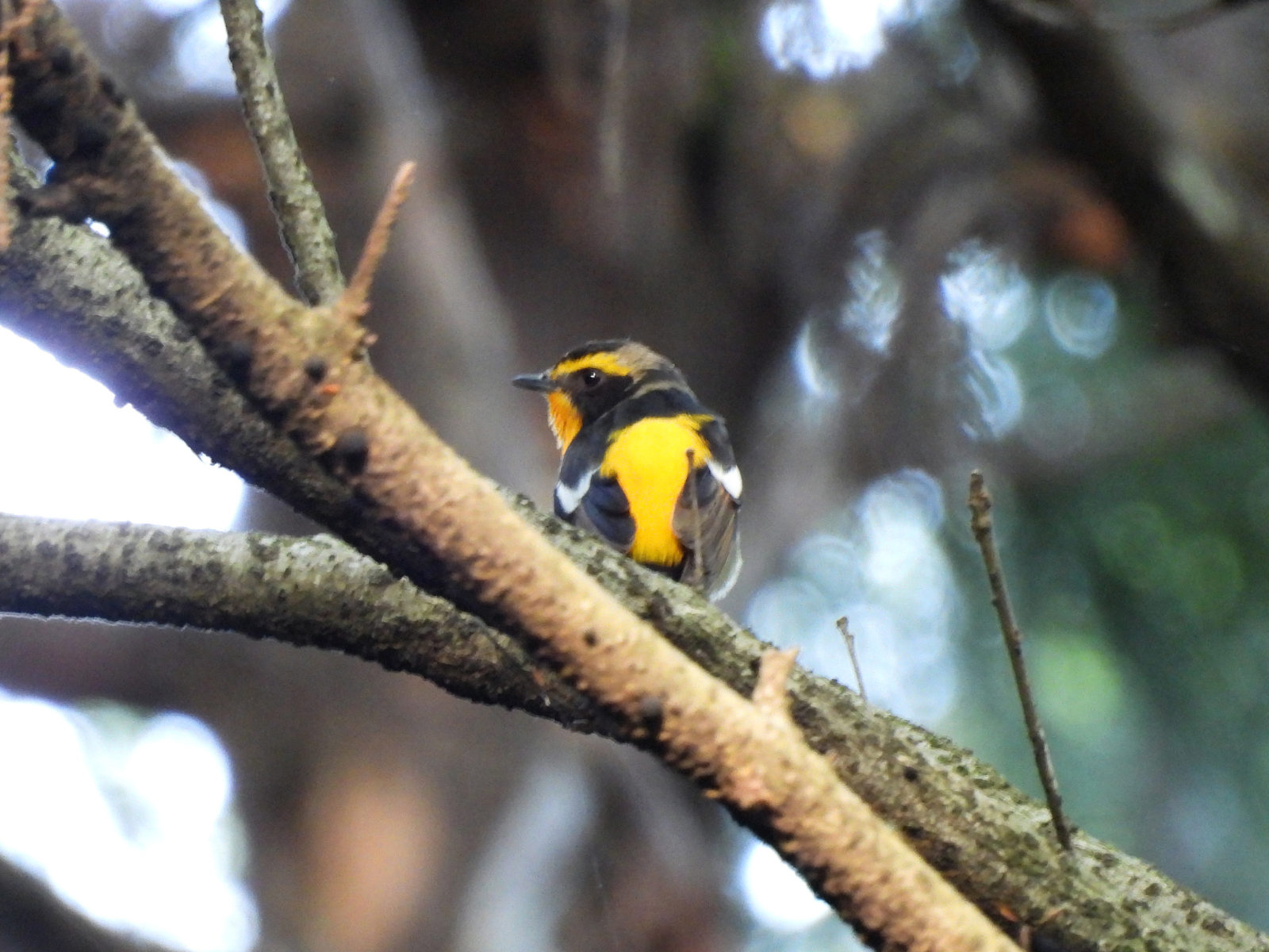 キビタキ左向き