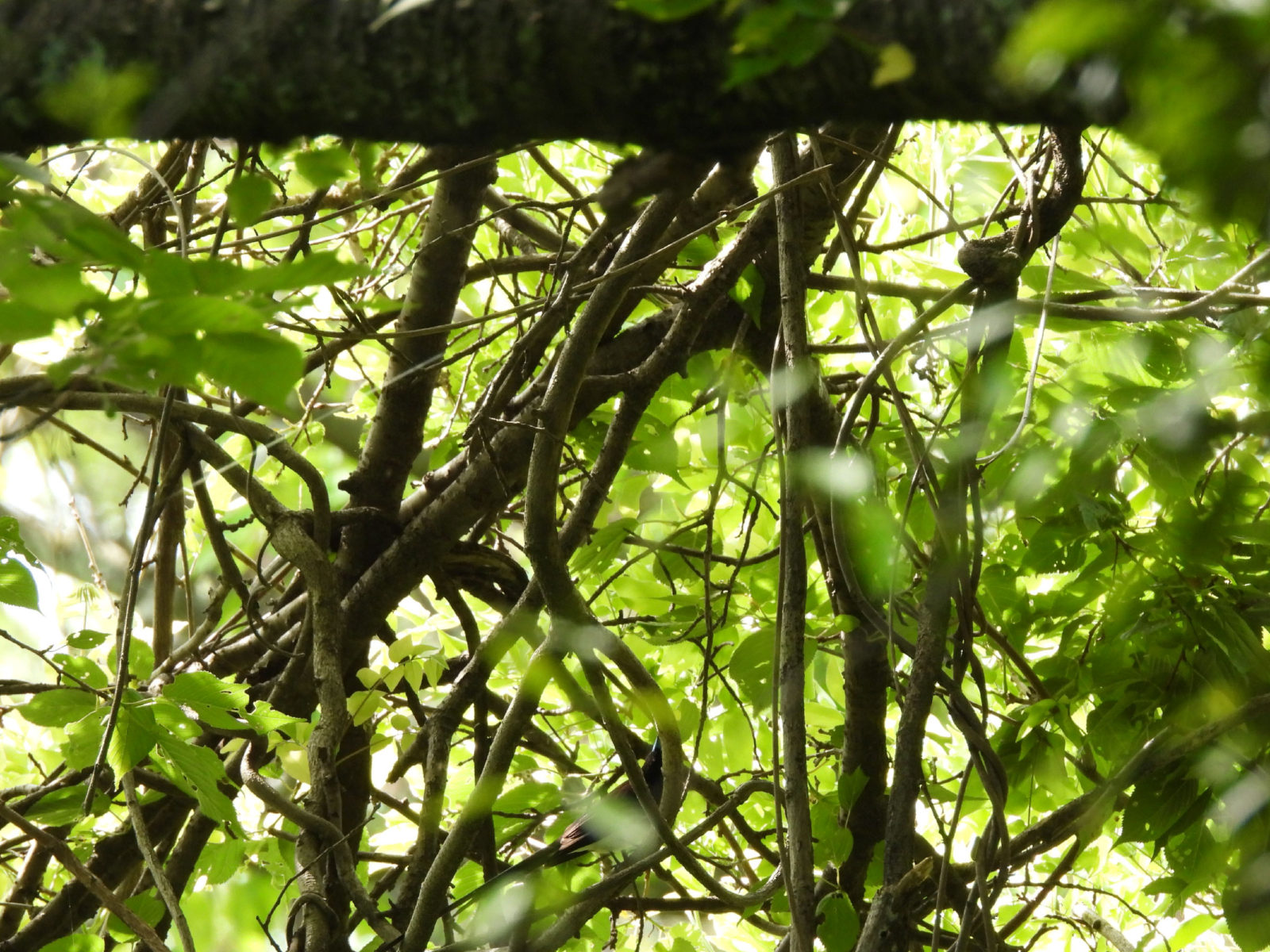 サンコウチョウ