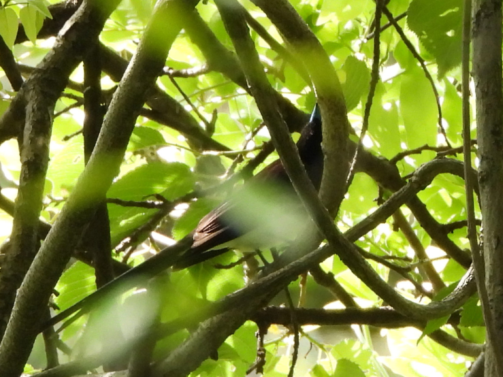 サンコウチョウアップ