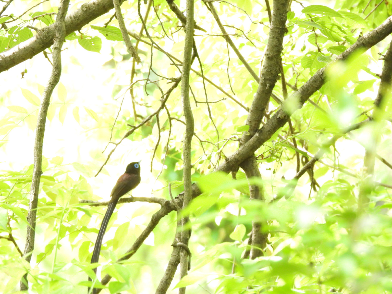 サンコウチョウ