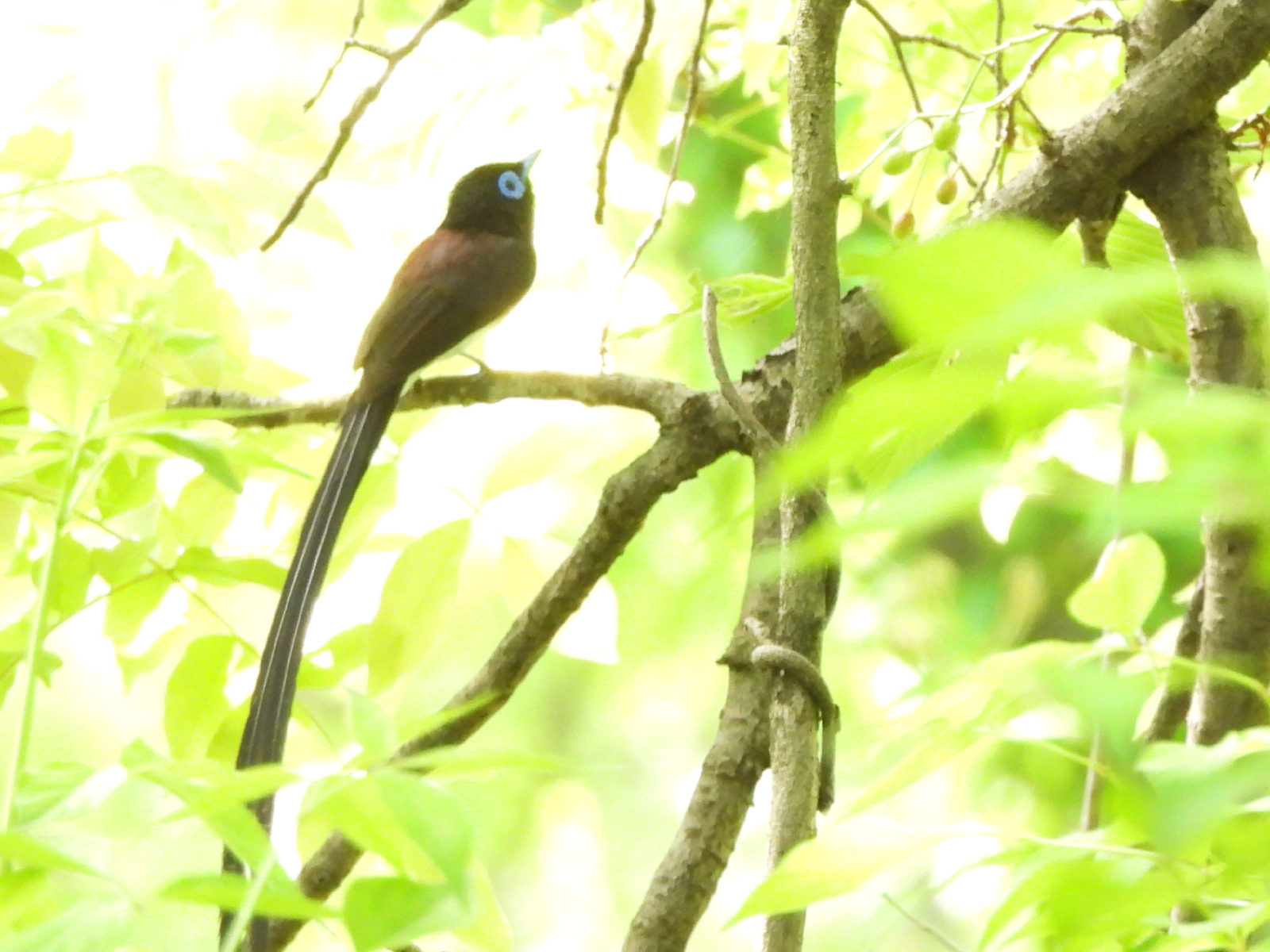 サンコウチョウアップ